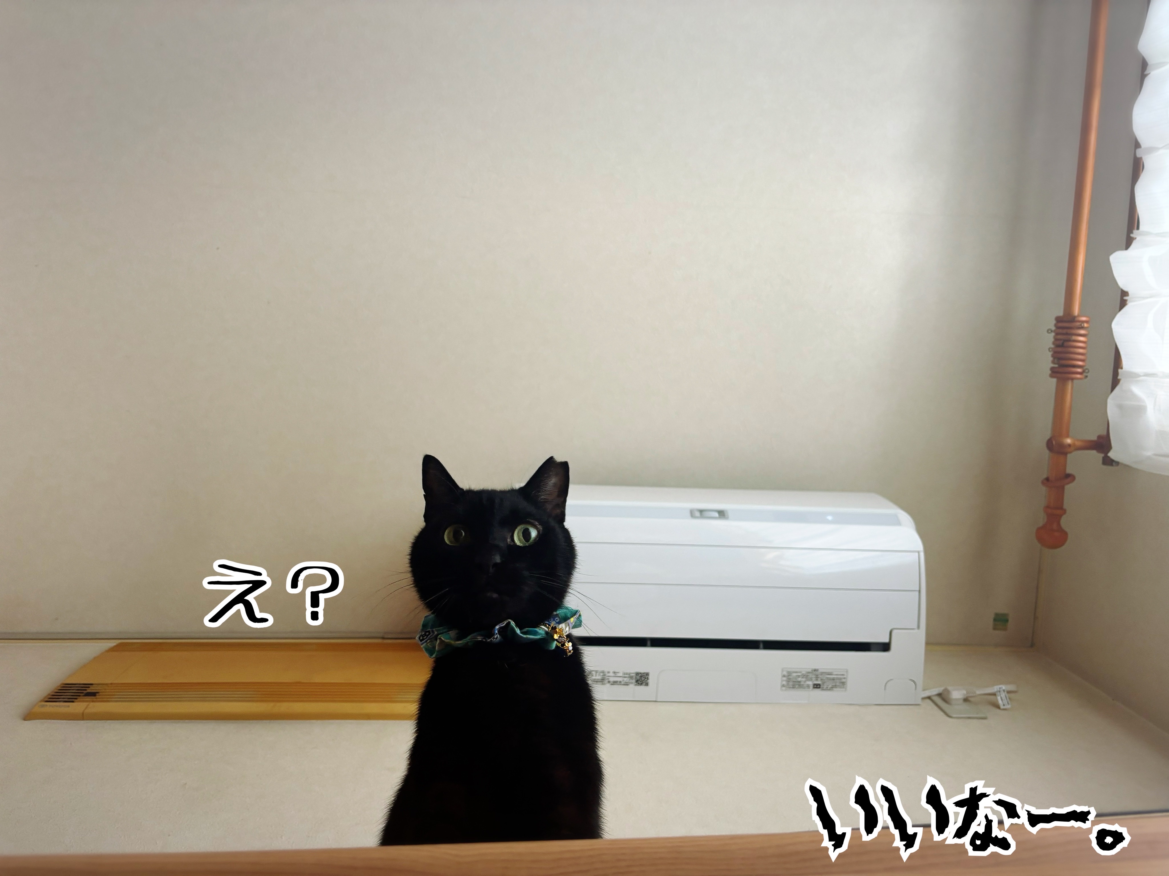 上から猫さま。 : 猫とお酒と日々のこと Powered by ライブドアブログ