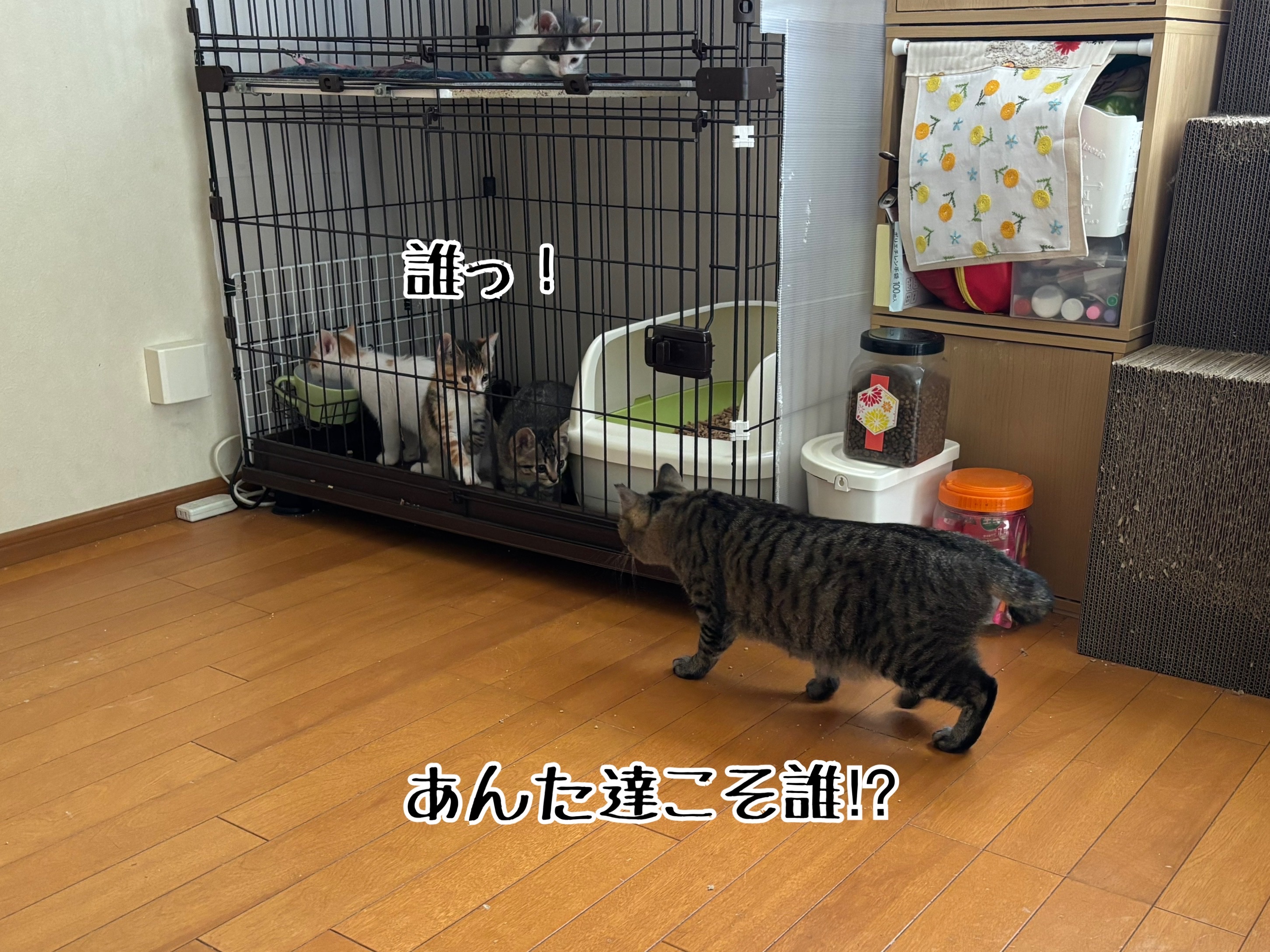 初対面のオトナ猫さま達の反応 : 猫とお酒と日々のこと Powered by