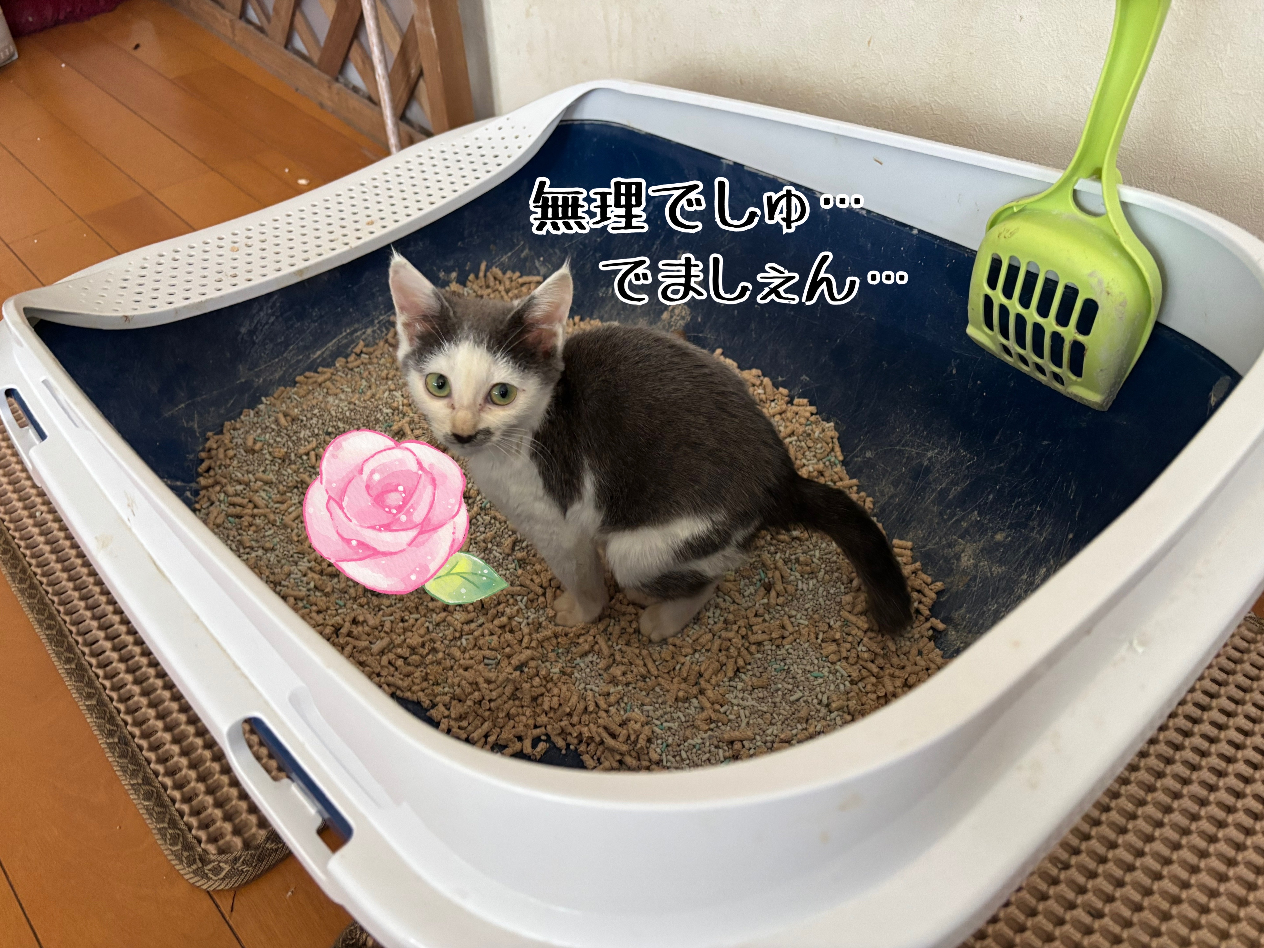 もちくんが…入院しちゃった。 : 猫とお酒と日々のこと Powered