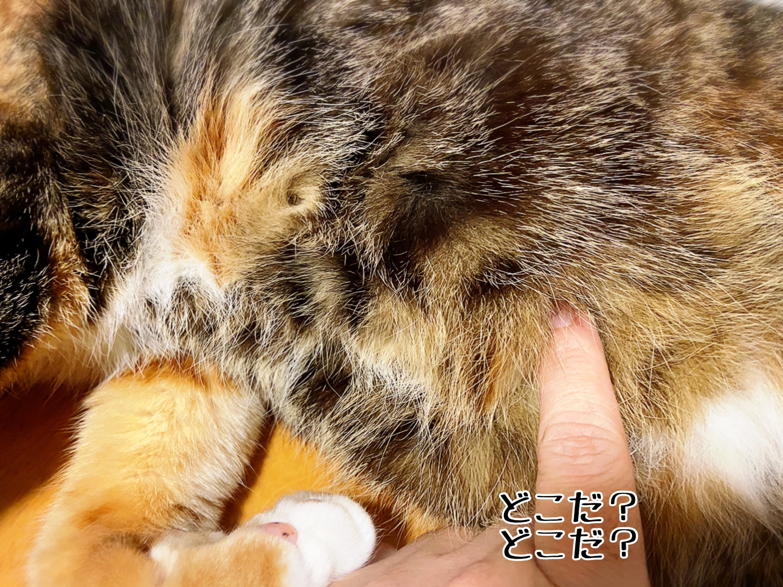 乳首と 目と 猫とお酒と日々のこと Powered By ライブドアブログ 乳首と 目と 猫とお酒と日々のこと Powered By ライブドアブログ