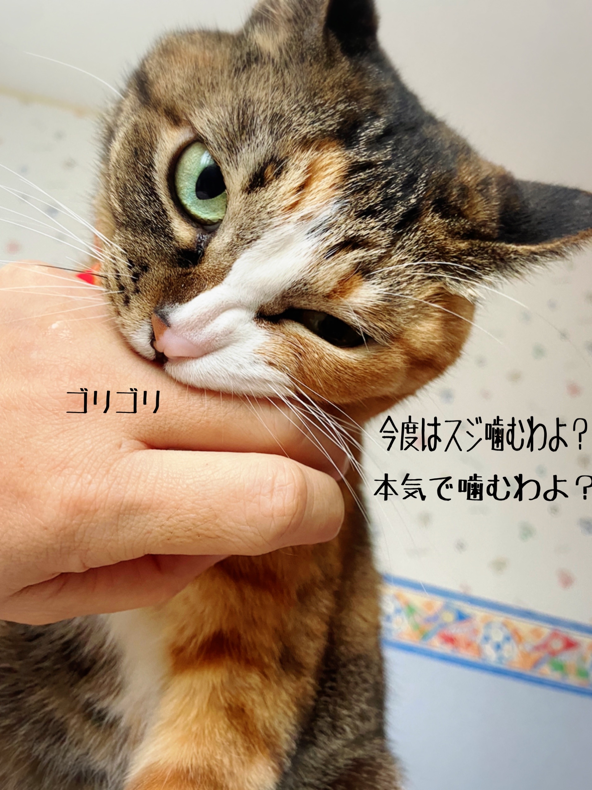 冬におススメ高機能目覚まし 猫とお酒と日々のこと Powered By ライブドアブログ