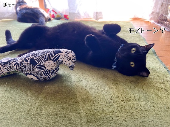 実は映える猫さま☆グリくん。 : 猫とお酒と日々のこと Powered by 