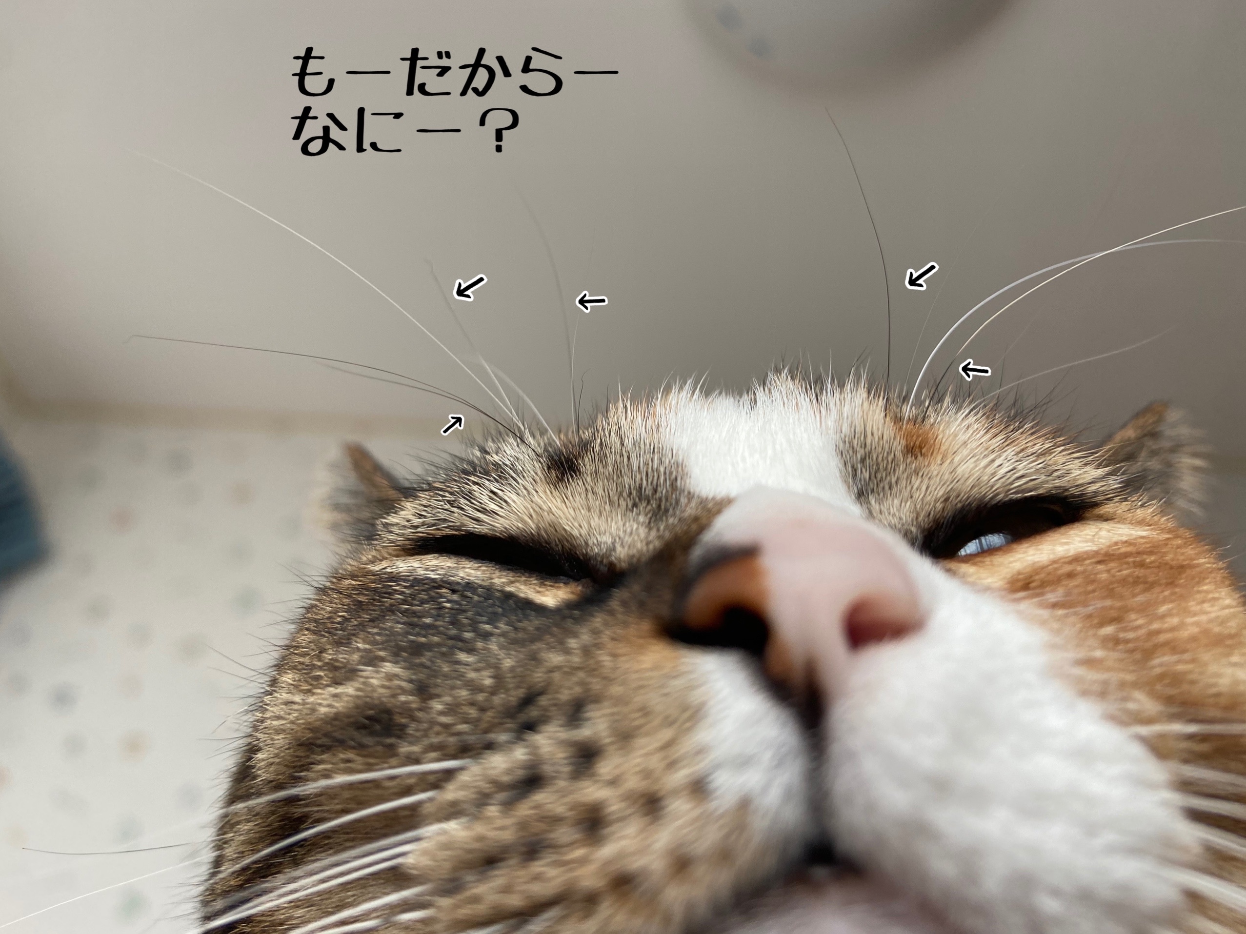 いつまでも仲良く長生きで 共白髪 猫とお酒と日々のこと Powered By ライブドアブログ