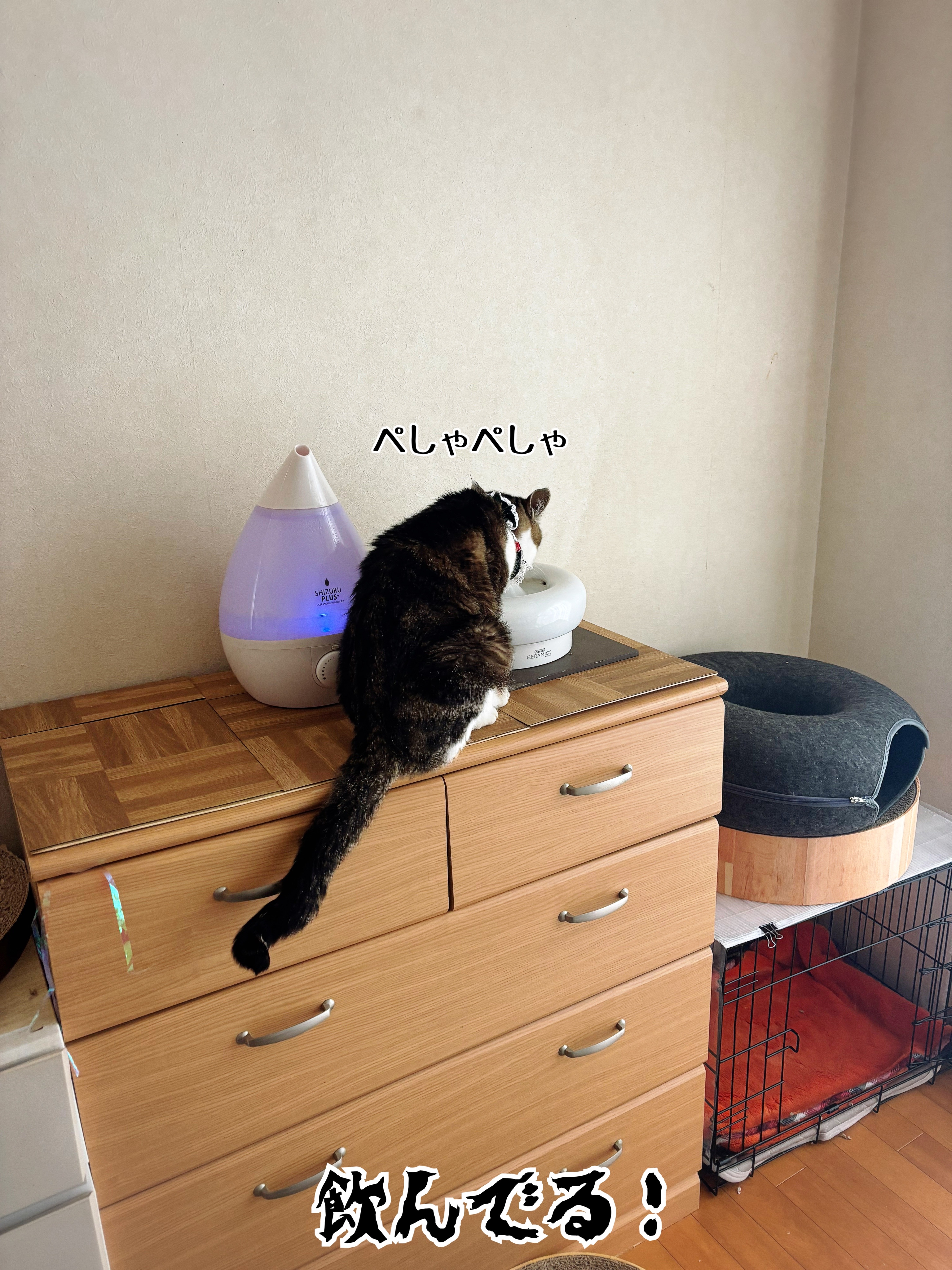 微回復シュウさま♪ご心配感謝。 : 猫とお酒と日々のこと Powered by