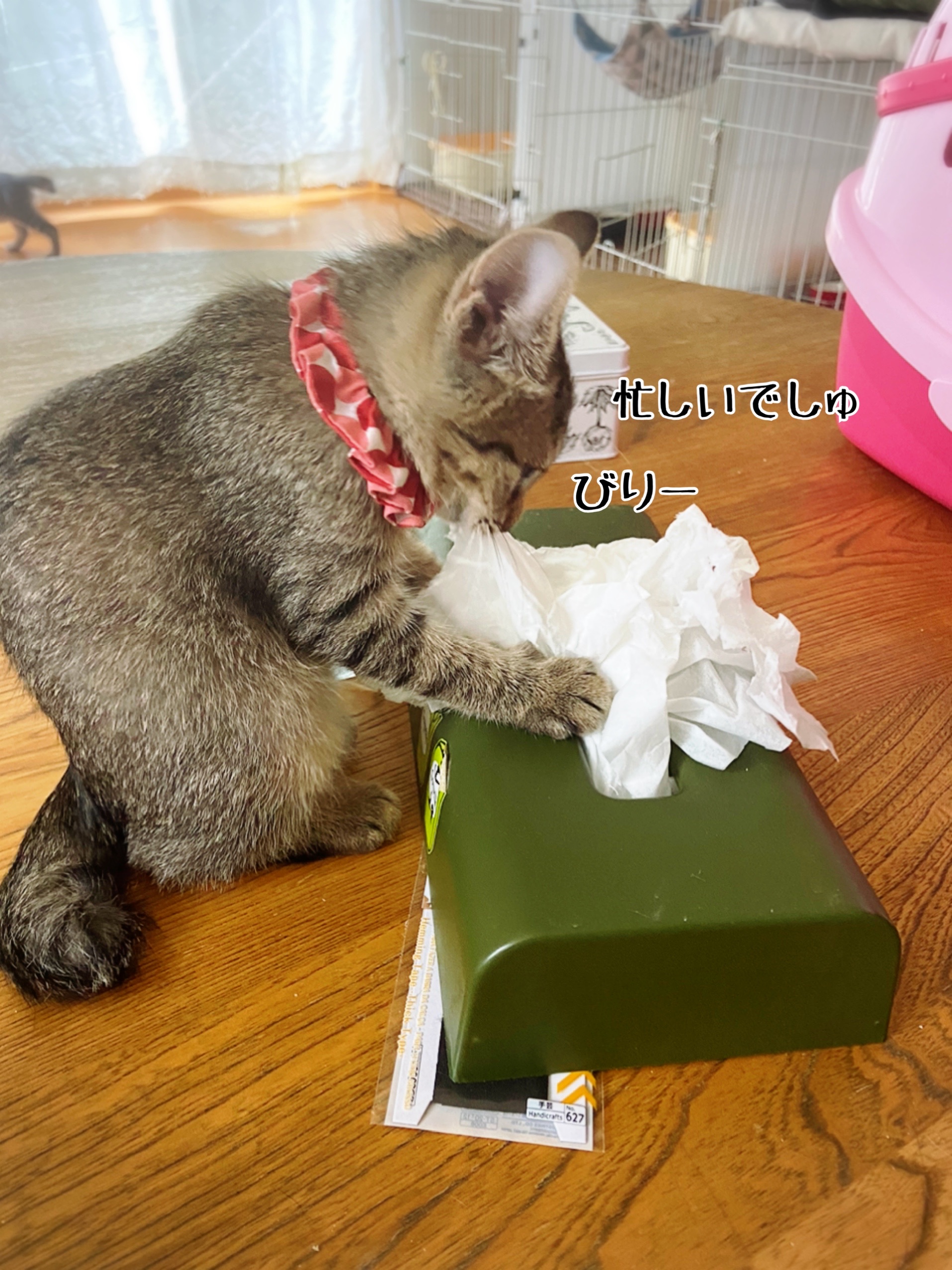 粉雪職人もそれぞれ 簡単更新 猫とお酒と日々のこと Powered By ライブドアブログ