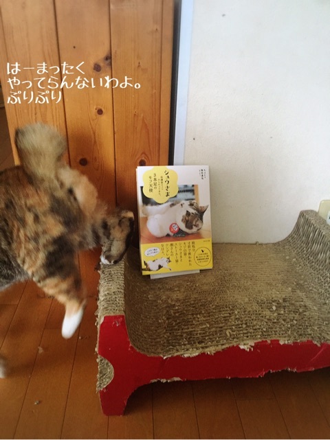 シュウさま本 2回目更新 : 猫とお酒と日々のこと Powered by