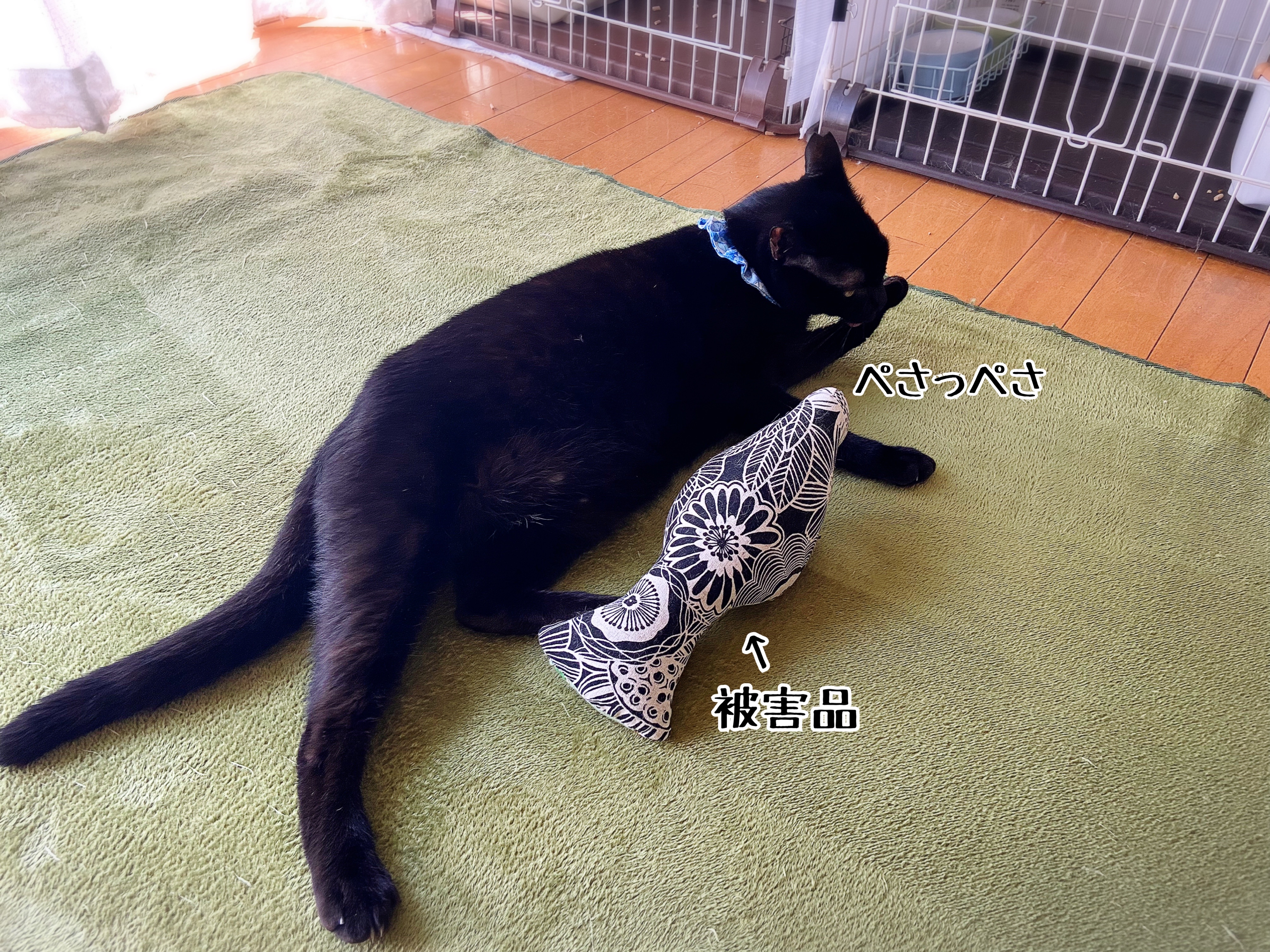 実は映える猫さま☆グリくん。 : 猫とお酒と日々のこと Powered by 