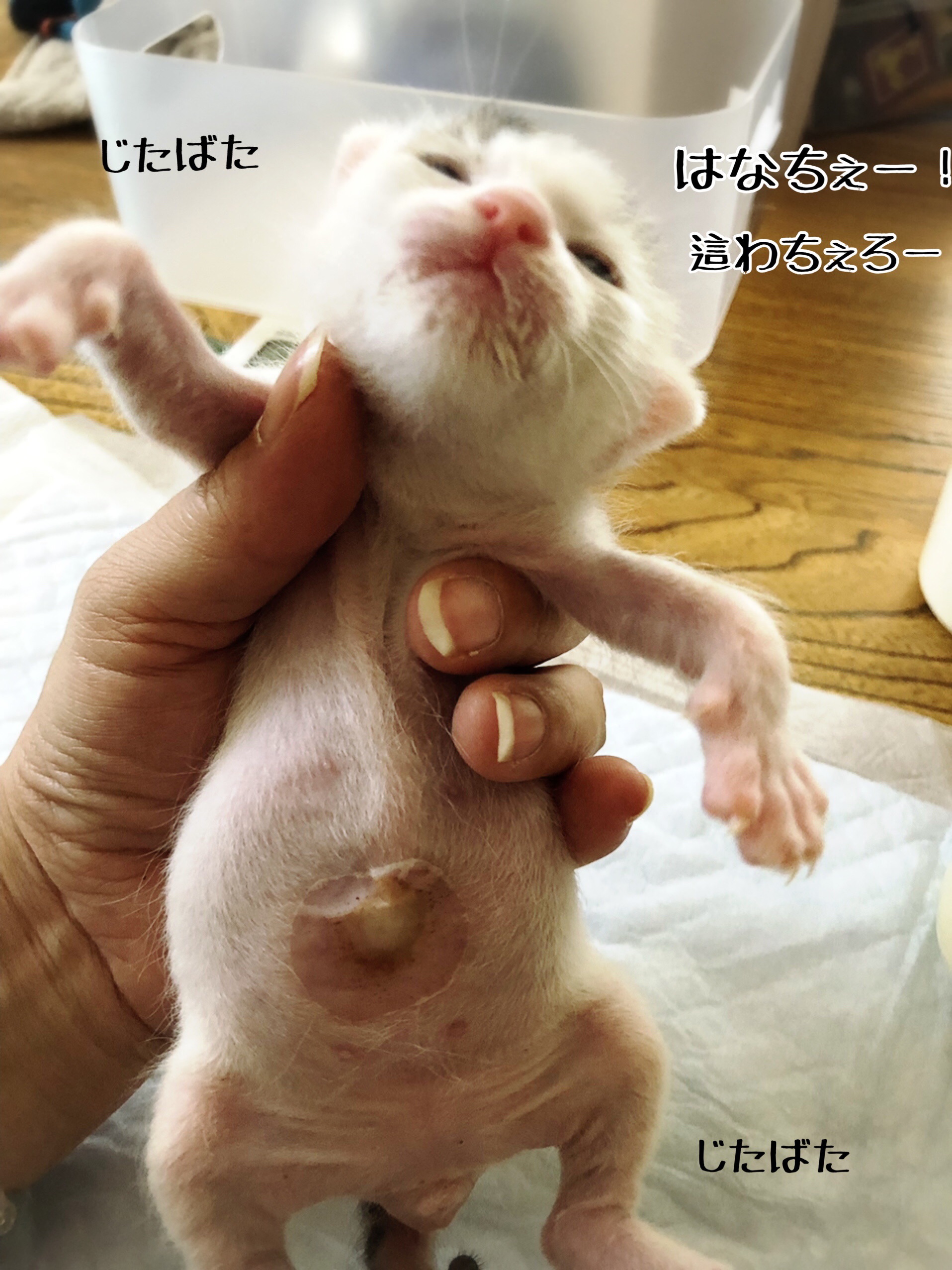 おへその問題 猫とお酒と日々のこと Powered By ライブドアブログ おへその問題 猫とお酒と日々のこと Powered By ライブドアブログ