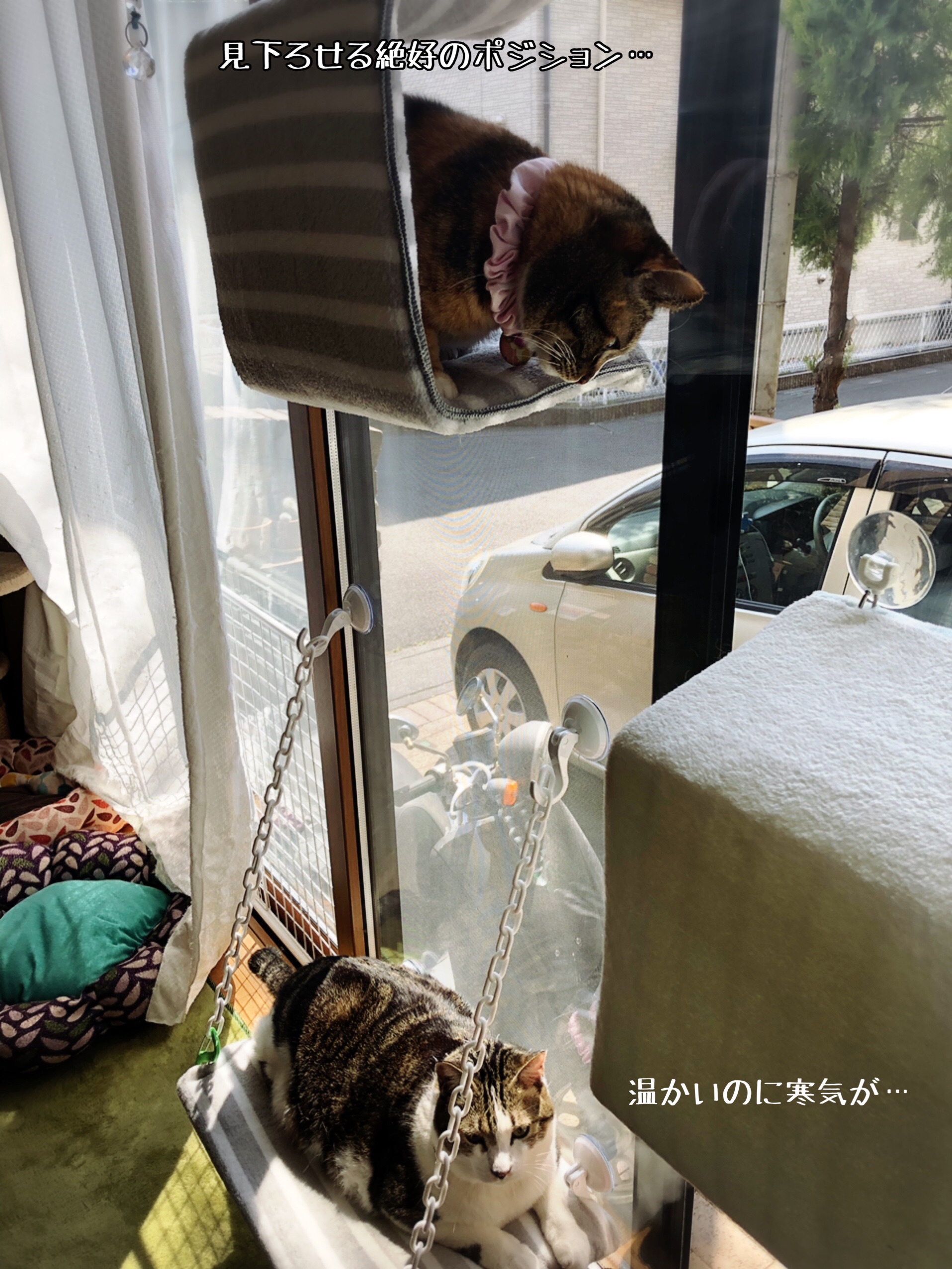 貼るベッドの作り方 猫とお酒と日々のこと Powered By ライブドアブログ