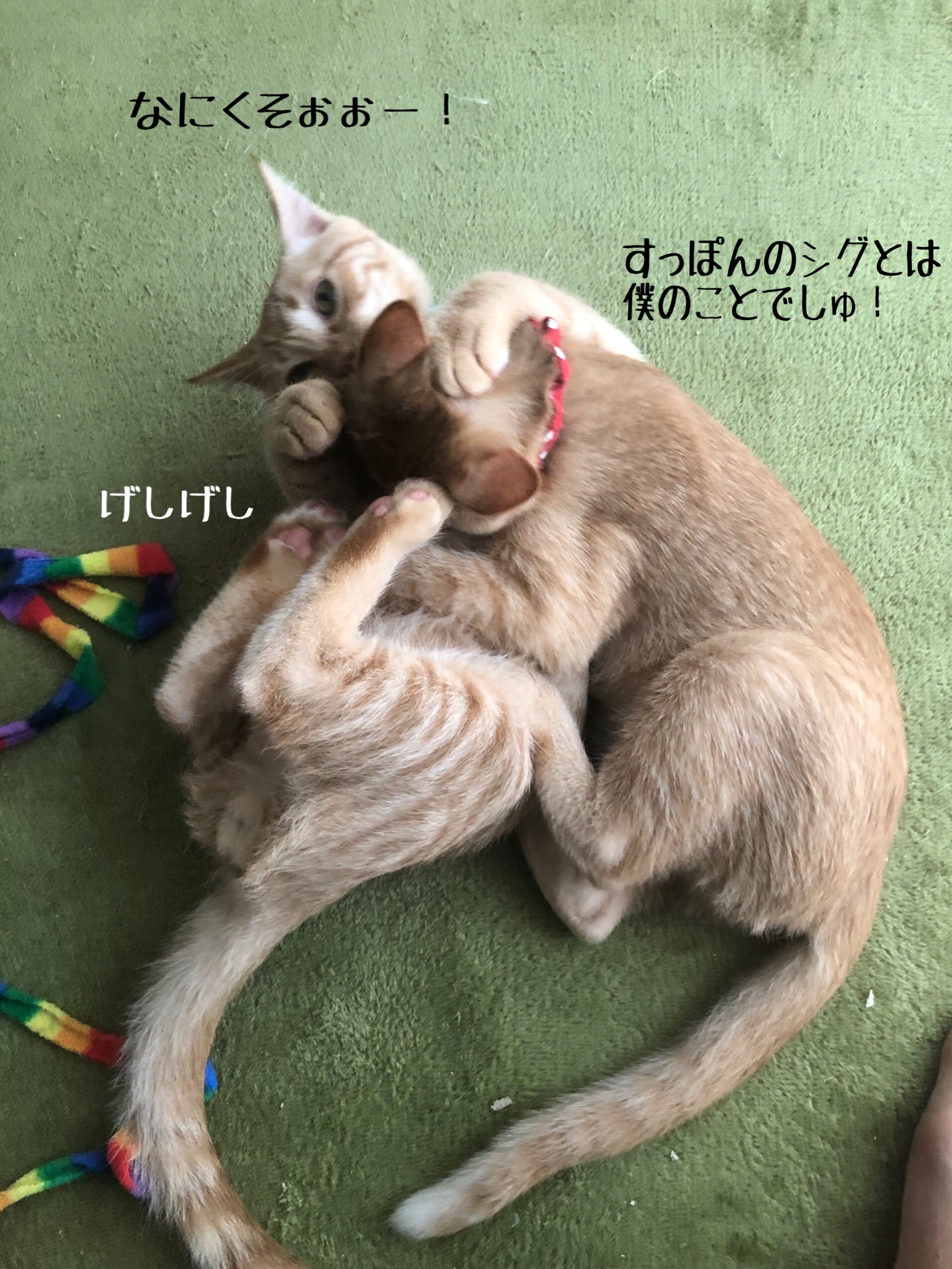 すっぽんvsぞうがめ 猫とお酒と日々のこと Powered By ライブドアブログ