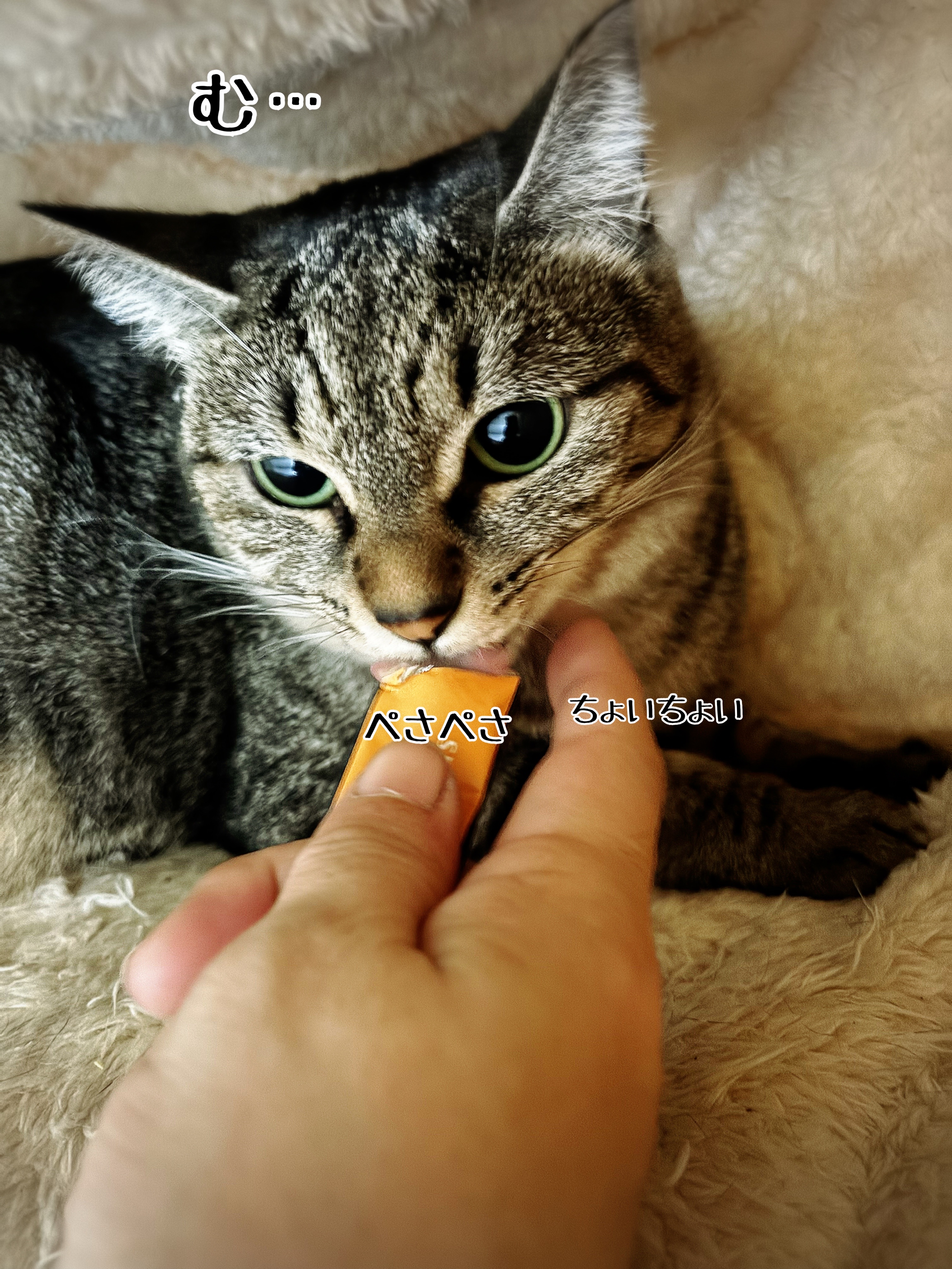 触れる猫トレーニング : 猫とお酒と日々のこと Powered by ライブドア