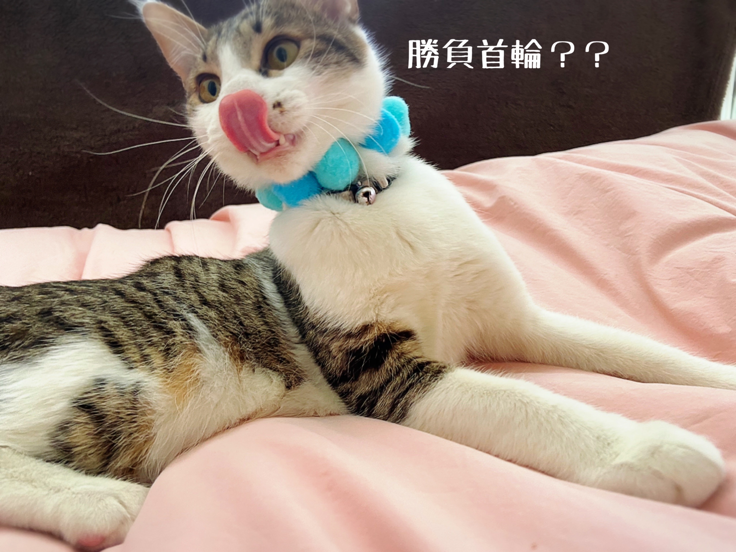 勝負首輪とは と その作り方 猫とお酒と日々のこと Powered By ライブドアブログ