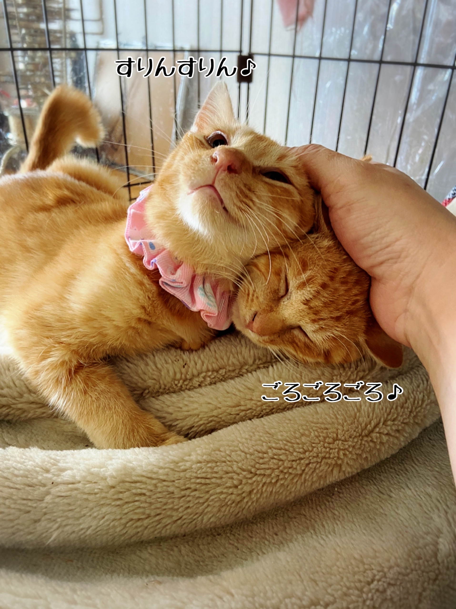 茶色さん達のお名前をやっと決めたー 猫とお酒と日々のこと Powered By ライブドアブログ