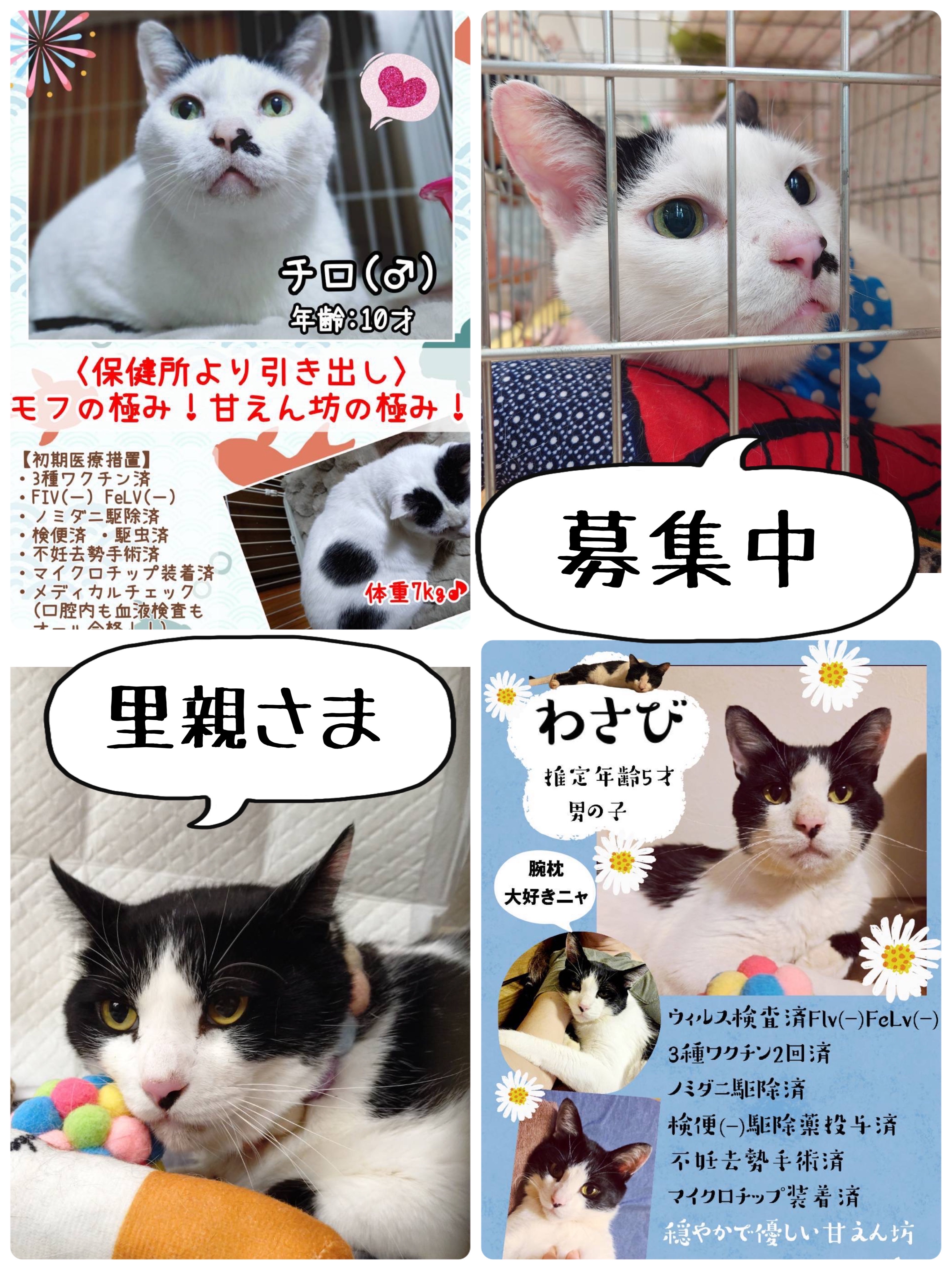 昨日は秘密結社ねこのひげ譲渡会♪ : 猫とお酒と日々のこと Powered by