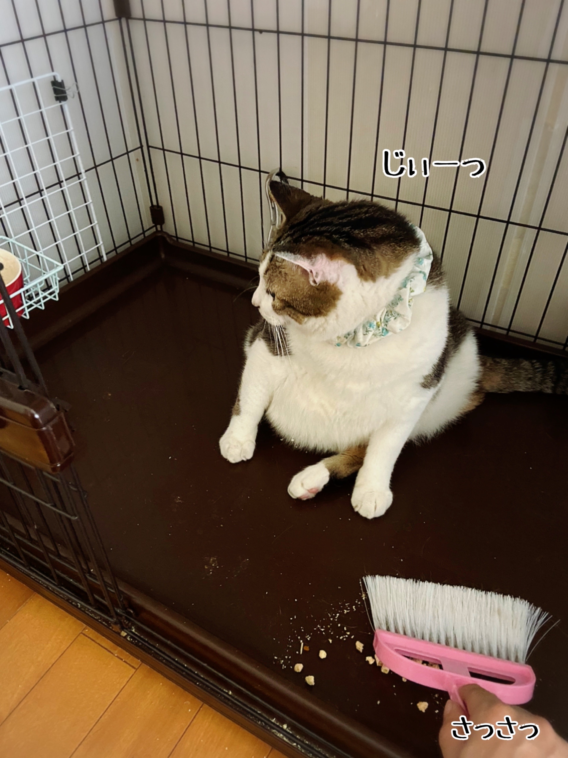 シュウさまの保父仕事 猫とお酒と日々のこと Powered By ライブドアブログ シュウさまの保父仕事 猫とお酒と日々のこと Powered By ライブドアブログ