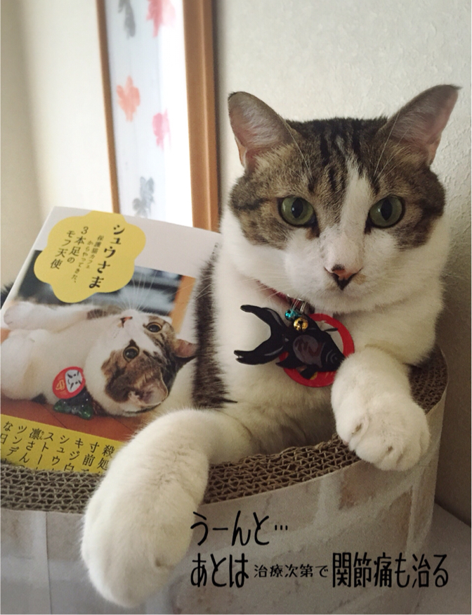 シュウさま専用ページ シュウ様のウチの子記念日 : 猫とお酒と日々のこと Powered by
