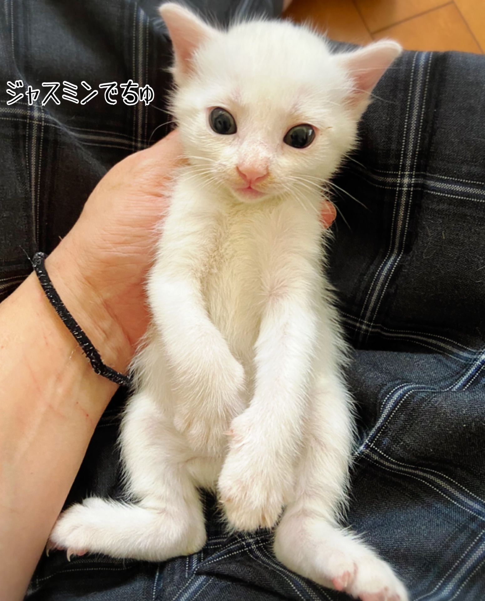 キトンキャップとお名前決まりました 猫とお酒と日々のこと Powered By ライブドアブログ キトンキャップとお名前決まりました 猫とお酒と日々のこと Powered By ライブドアブログ