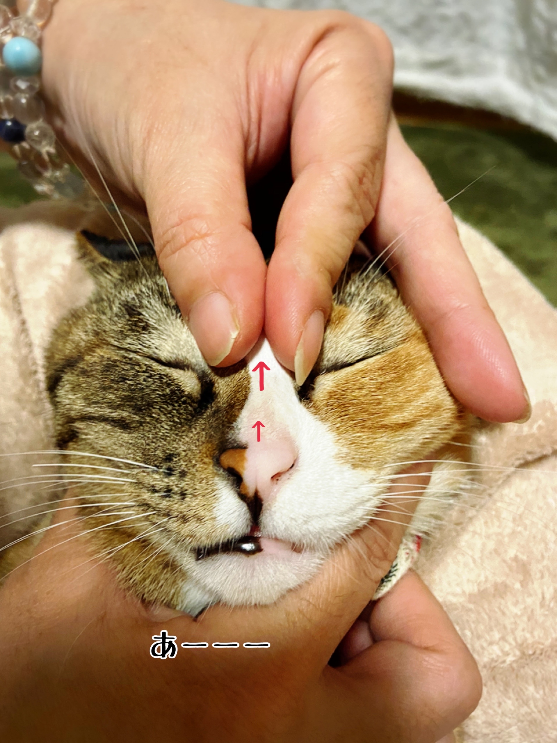 猫さまの涙詰まり 鼻詰まりに効くらしいマッサージ 猫とお酒と日々のこと Powered By ライブドアブログ 猫さまの涙詰まり 鼻詰まりに効くらしいマッサージ 猫とお酒と日々のこと Powered By ライブドアブログ