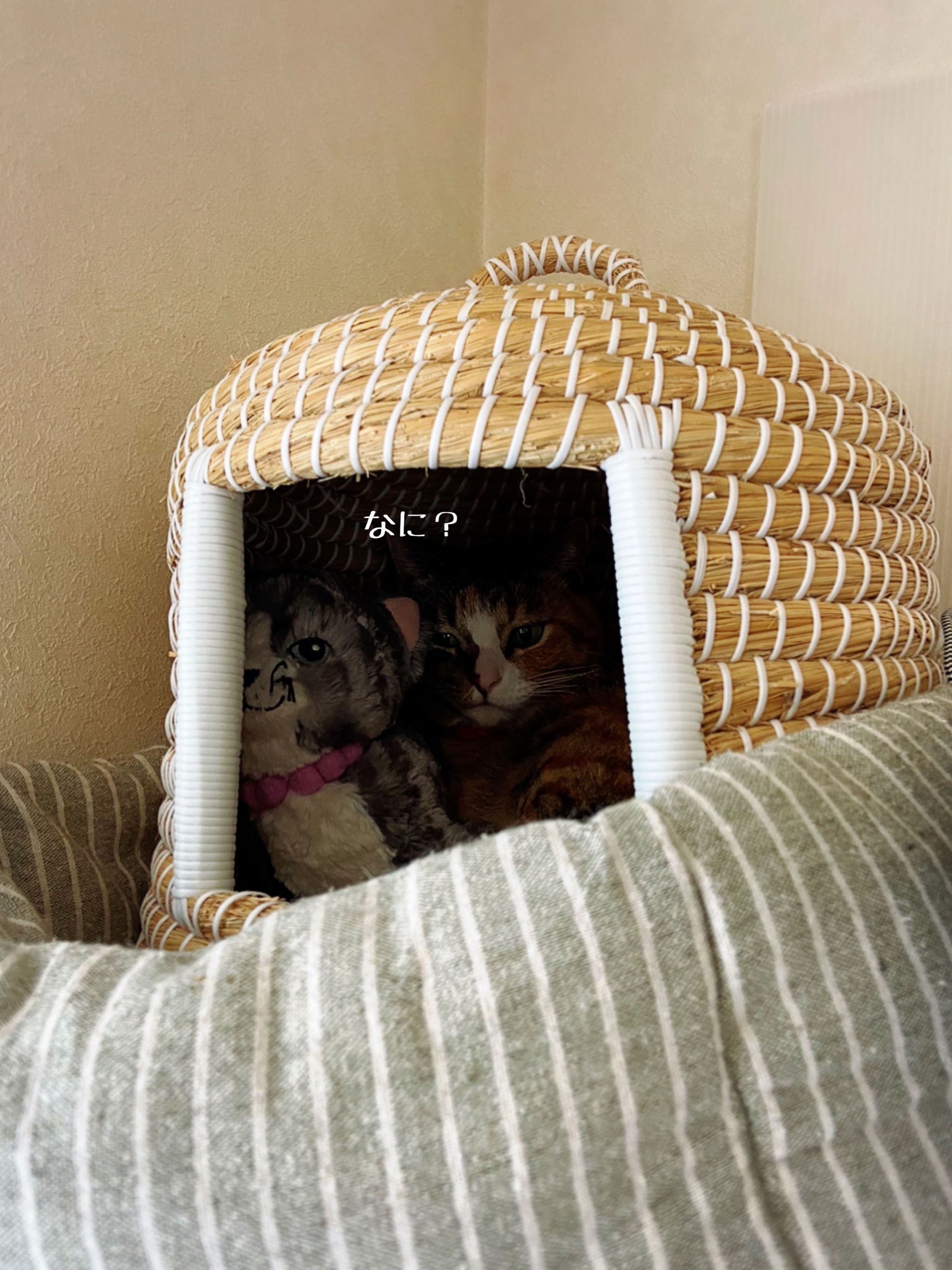 凛さんが ついに 猫だんご 猫とお酒と日々のこと Powered By ライブドアブログ