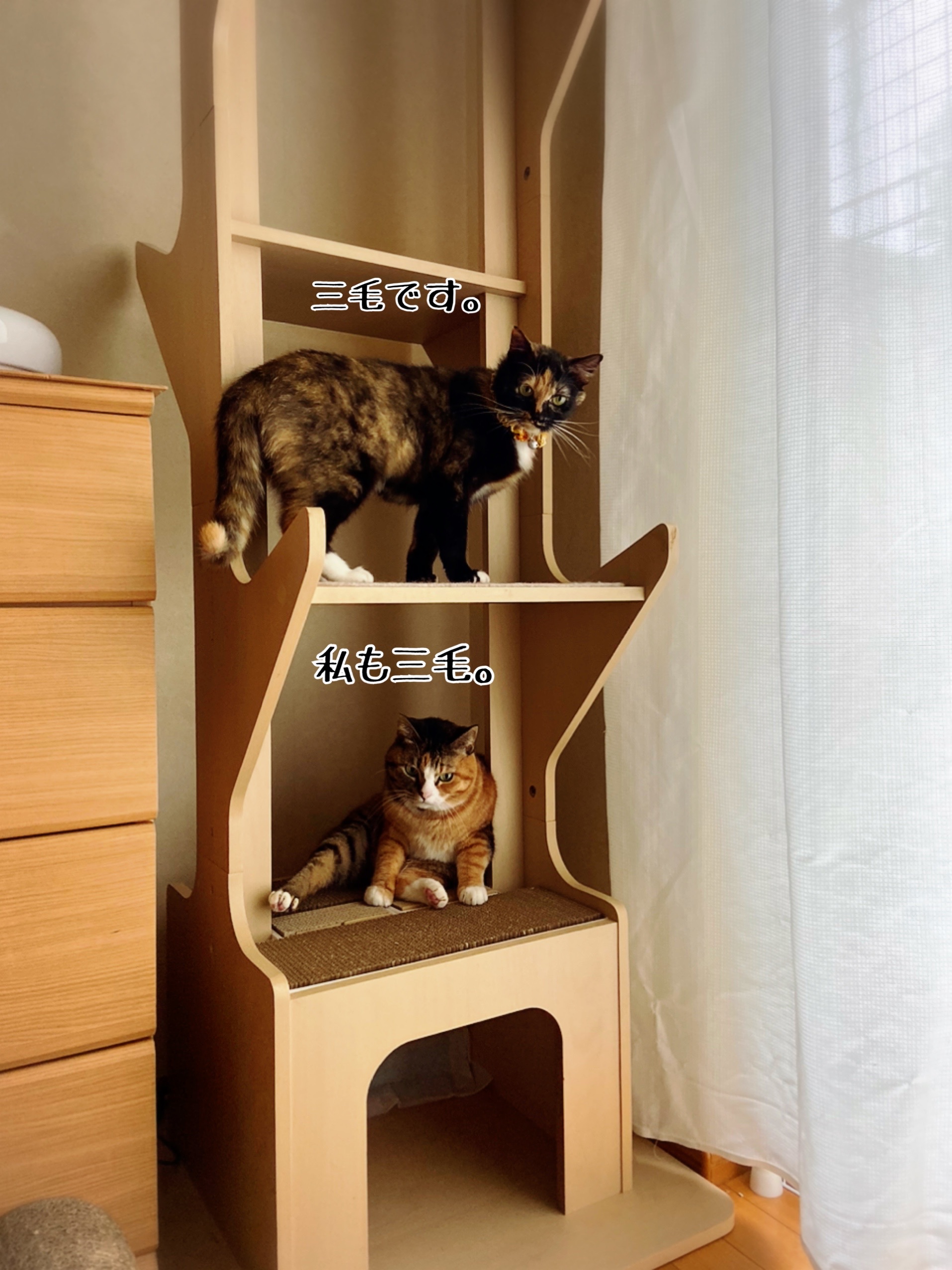 緑の木と三毛猫さん2 81mSzV6o0OL._UF1000,1000_QL80_.jpg