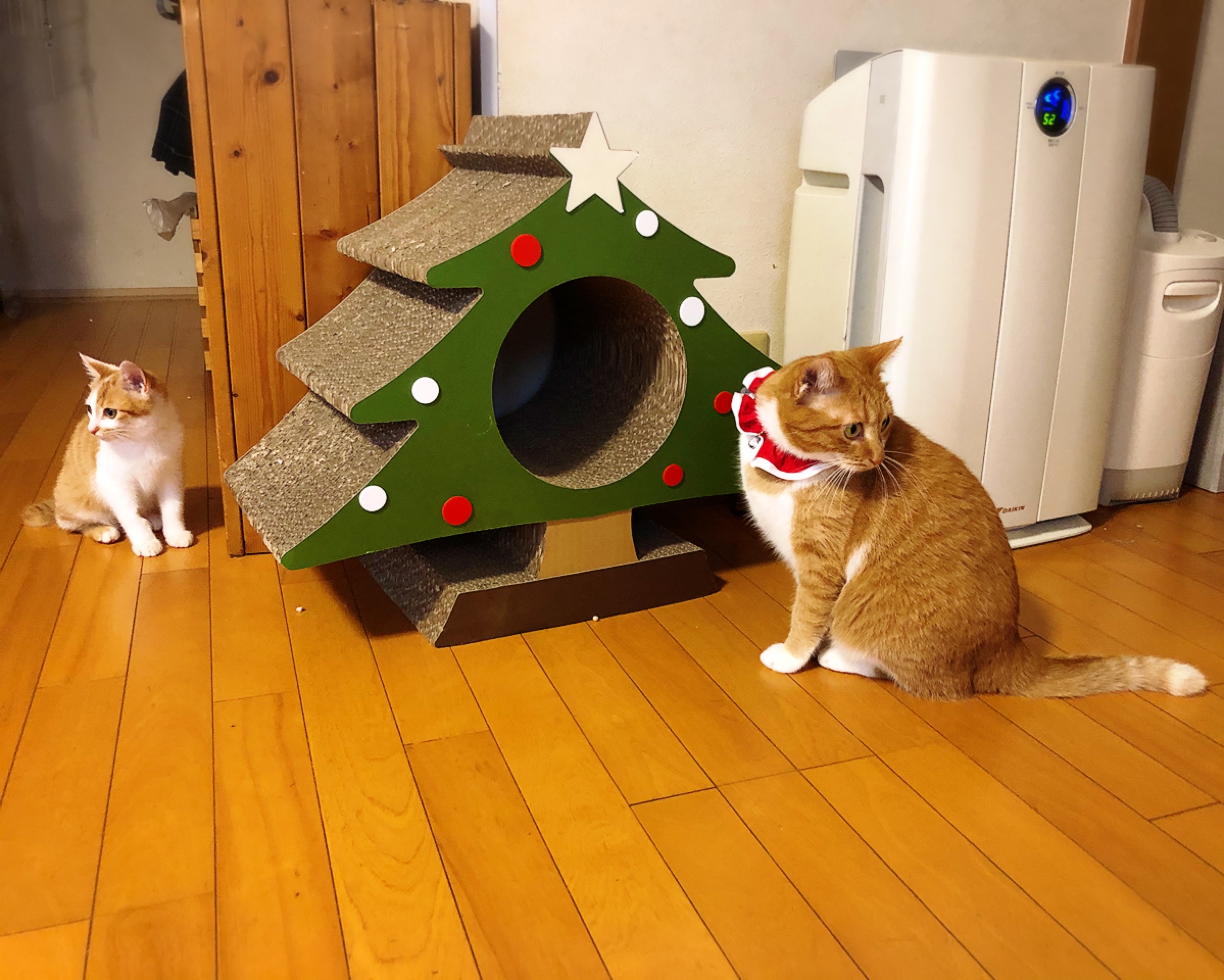 今年のクリスマスツリー 猫とお酒と日々のこと Powered By ライブドアブログ 今年のクリスマスツリー 猫とお酒と日々のこと Powered By ライブドアブログ