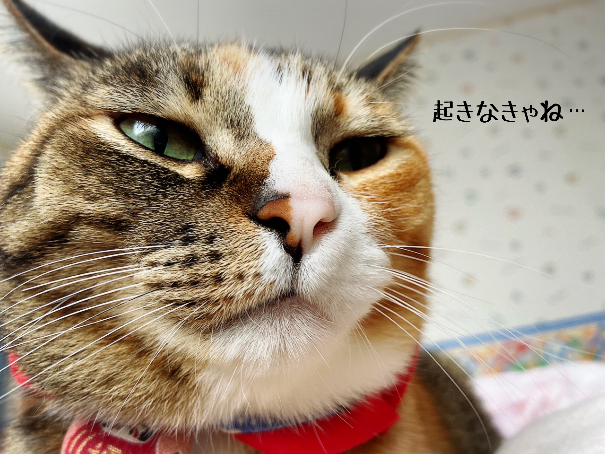 いつまでも仲良く長生きで 共白髪 猫とお酒と日々のこと Powered By ライブドアブログ