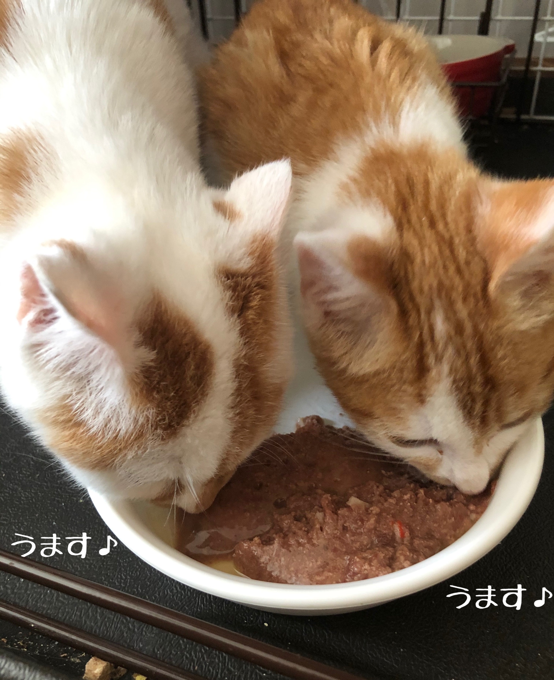 ツケを払う 猫とお酒と日々のこと Powered By ライブドアブログ