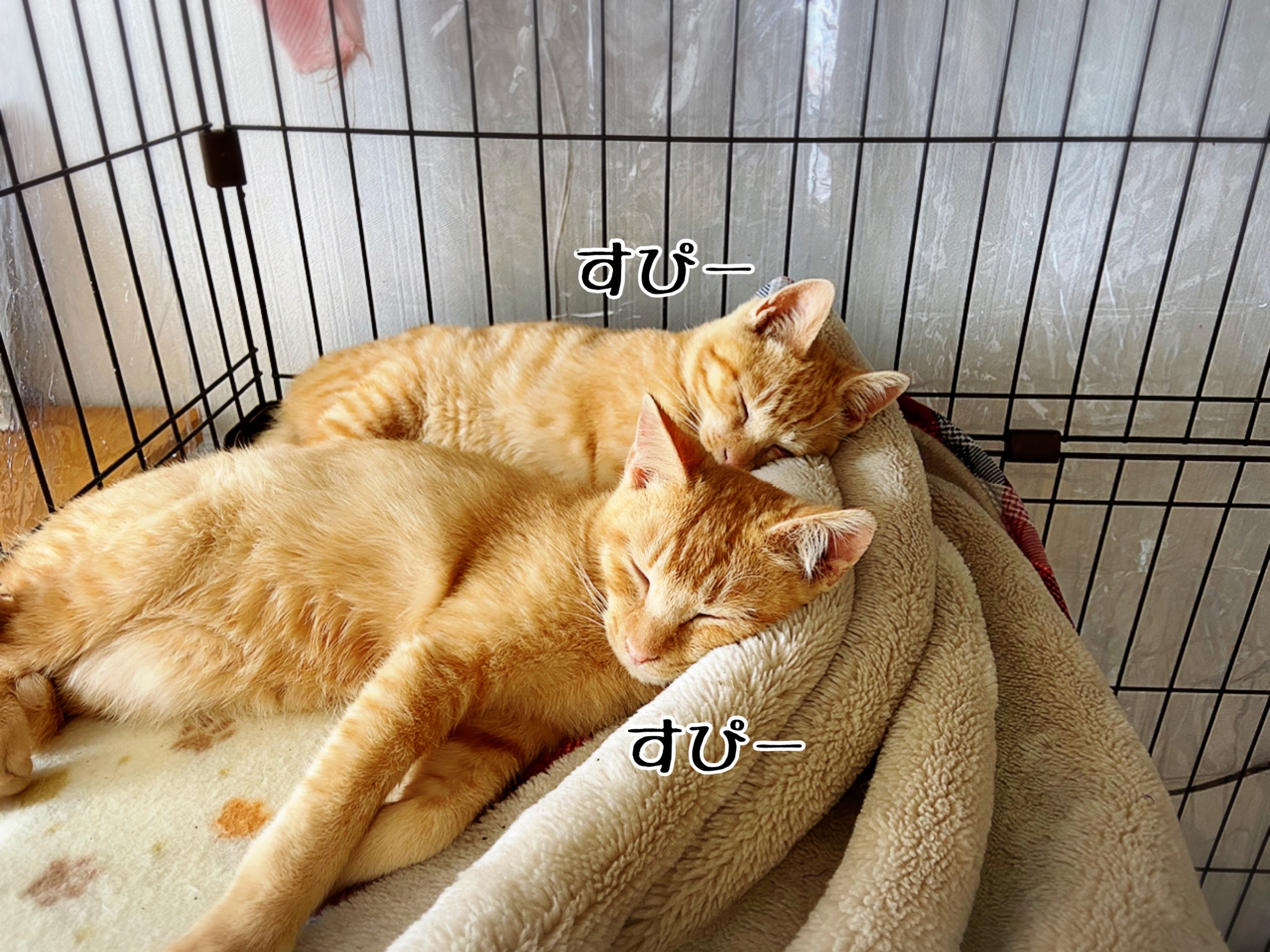茶色さん達のお名前をやっと決めたー 猫とお酒と日々のこと Powered By ライブドアブログ 茶色さん達のお名前をやっと決めたー 猫とお酒と日々のこと Powered By ライブドアブログ