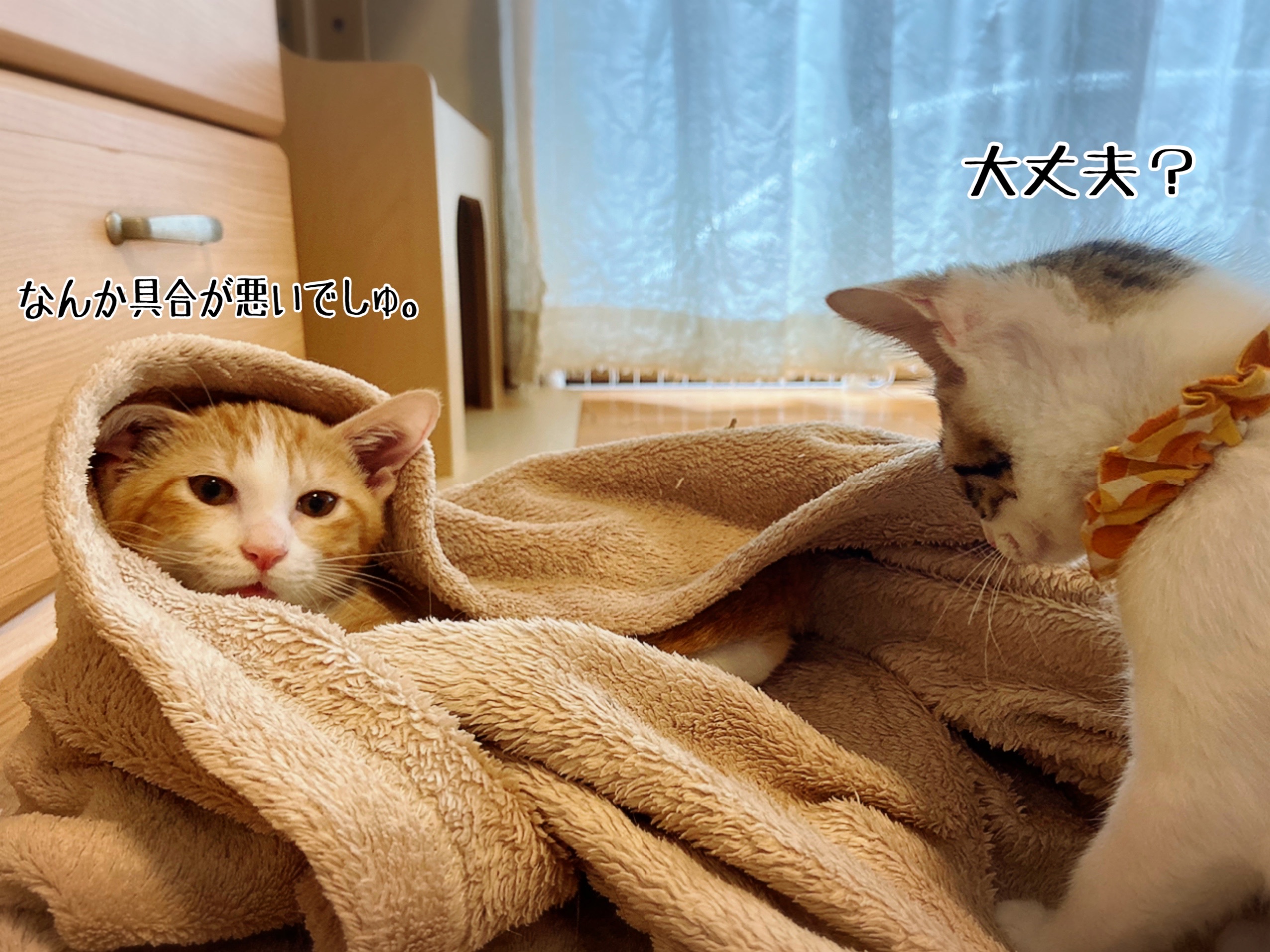 パンデミックゥゥゥ : 猫とお酒と日々のこと Powered by ライブドアブログ