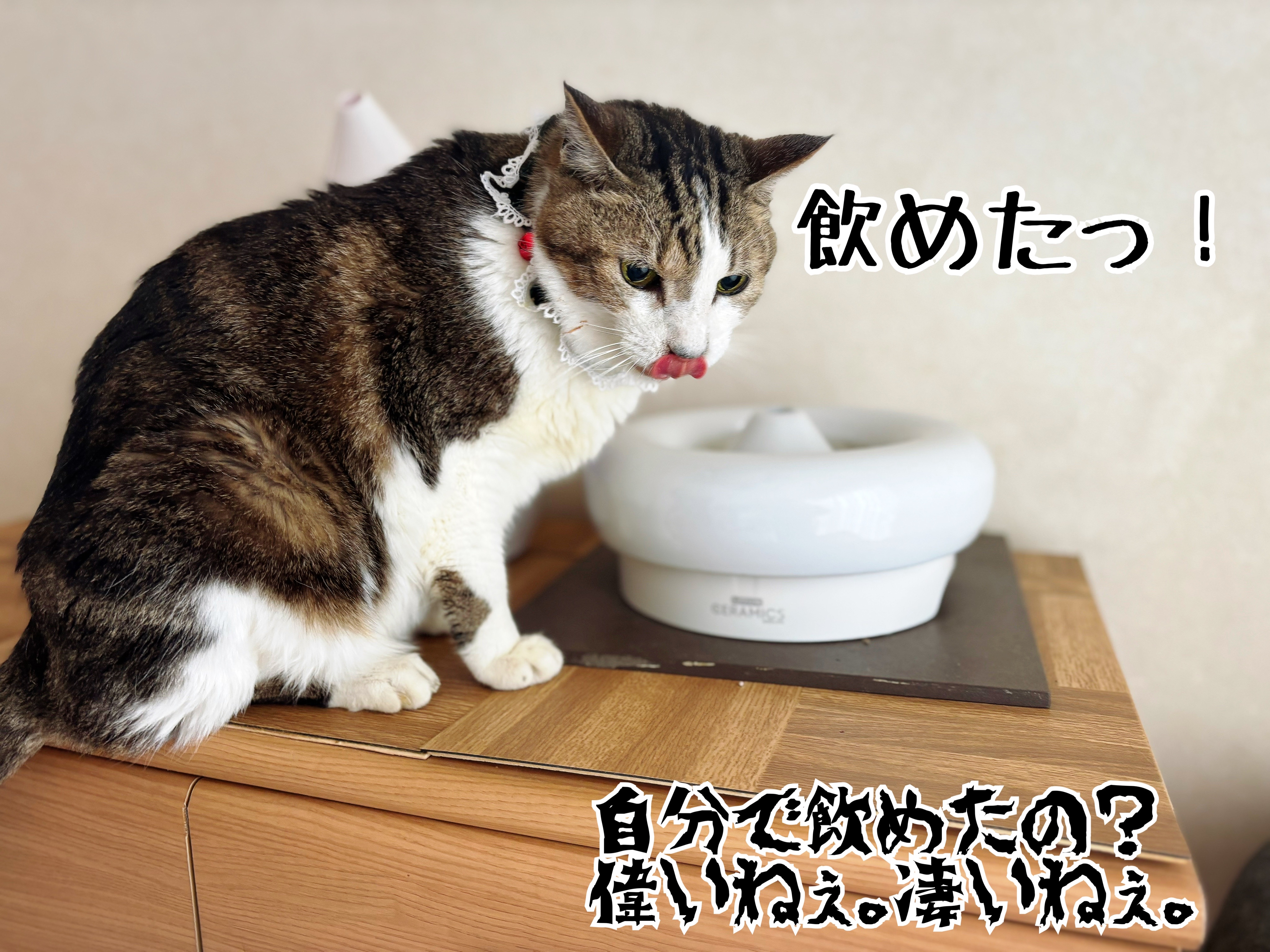微回復シュウさま♪ご心配感謝。 : 猫とお酒と日々のこと Powered by