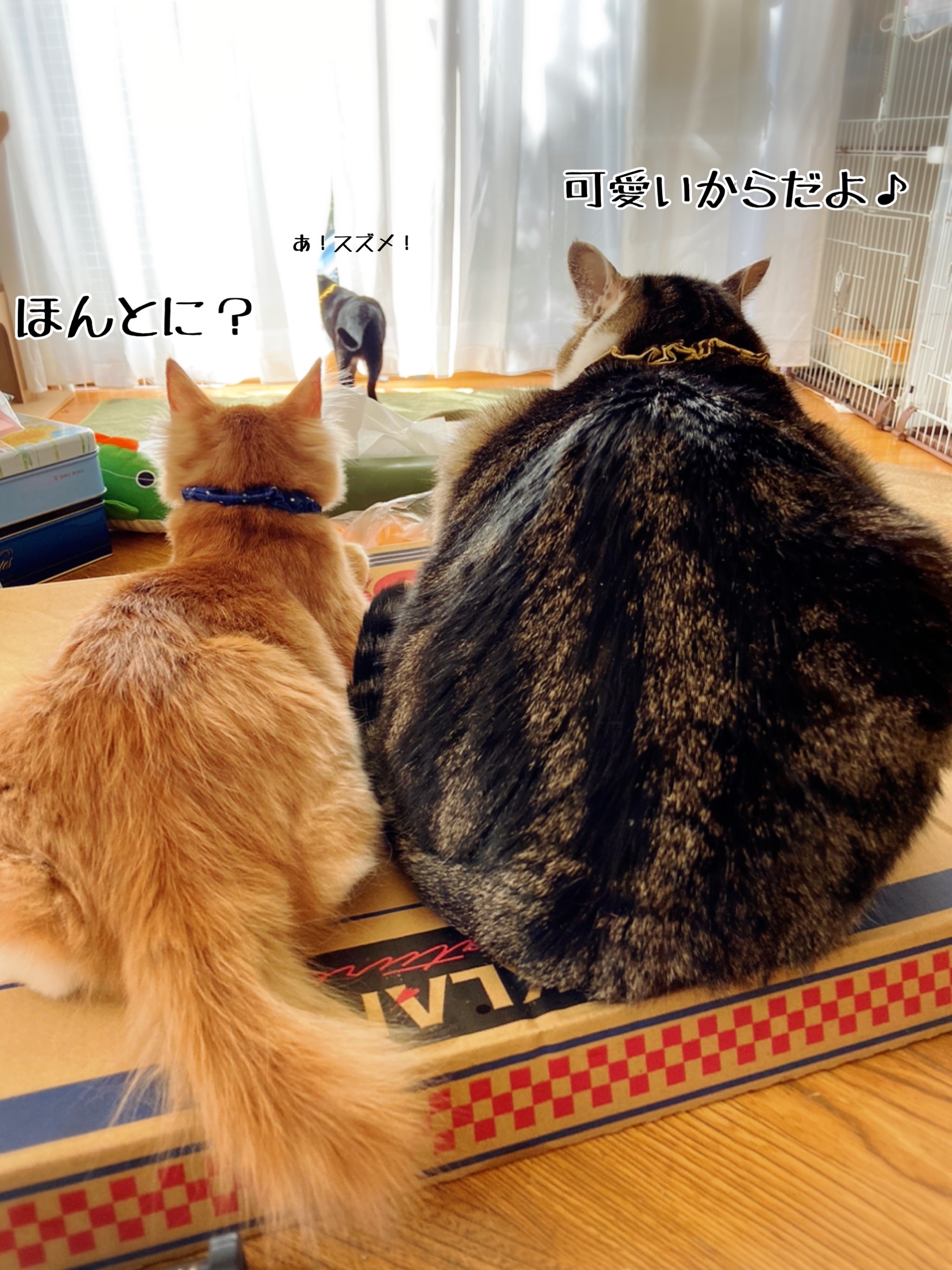 大きいお尻と小さいお尻 猫とお酒と日々のこと Powered By ライブドアブログ