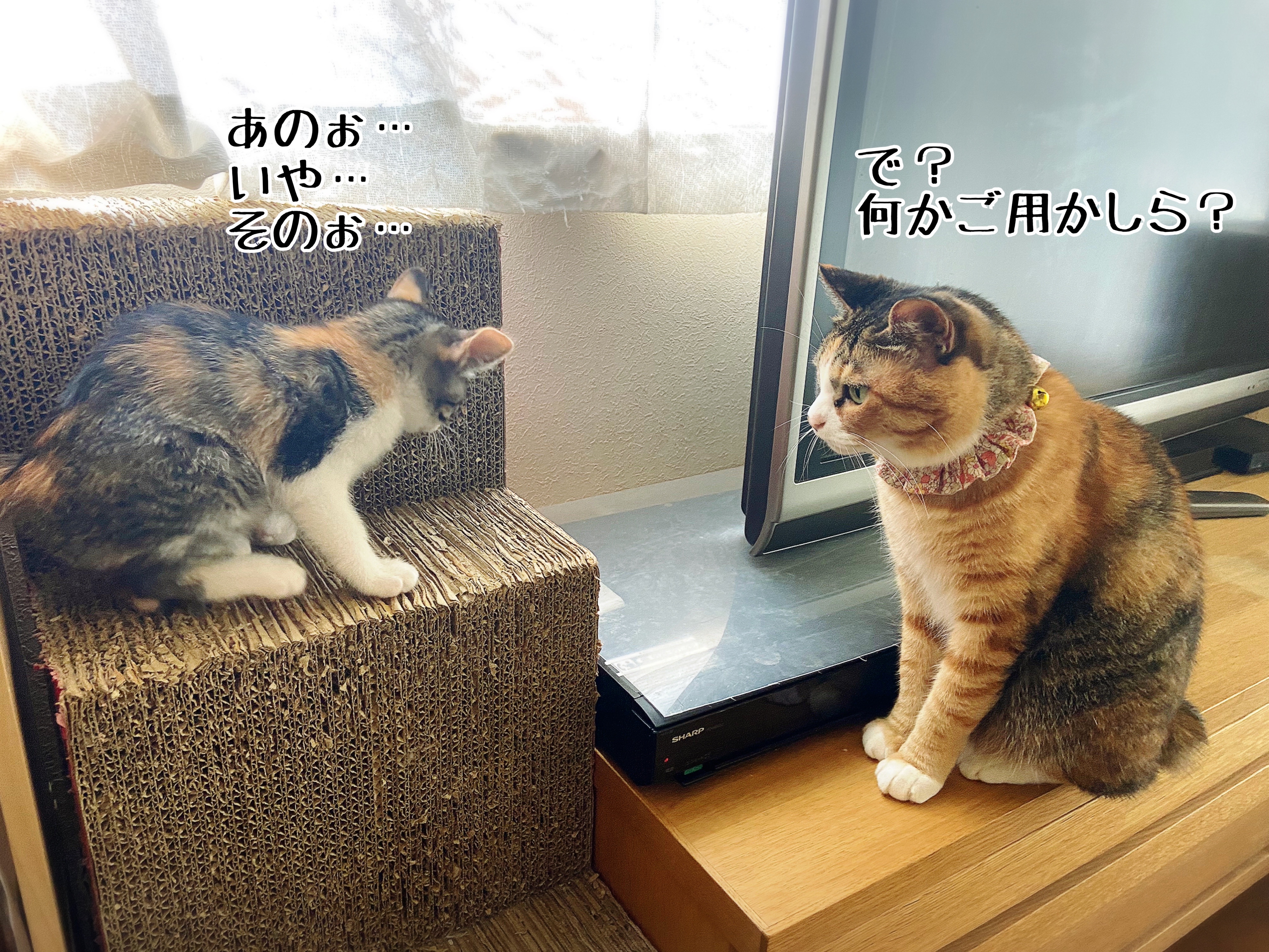 ついに…新旧縞三毛☆対決 : 猫とお酒と日々のこと Powered by ついに…新旧縞三毛☆対決 : 猫とお酒と日々のこと Powered by
