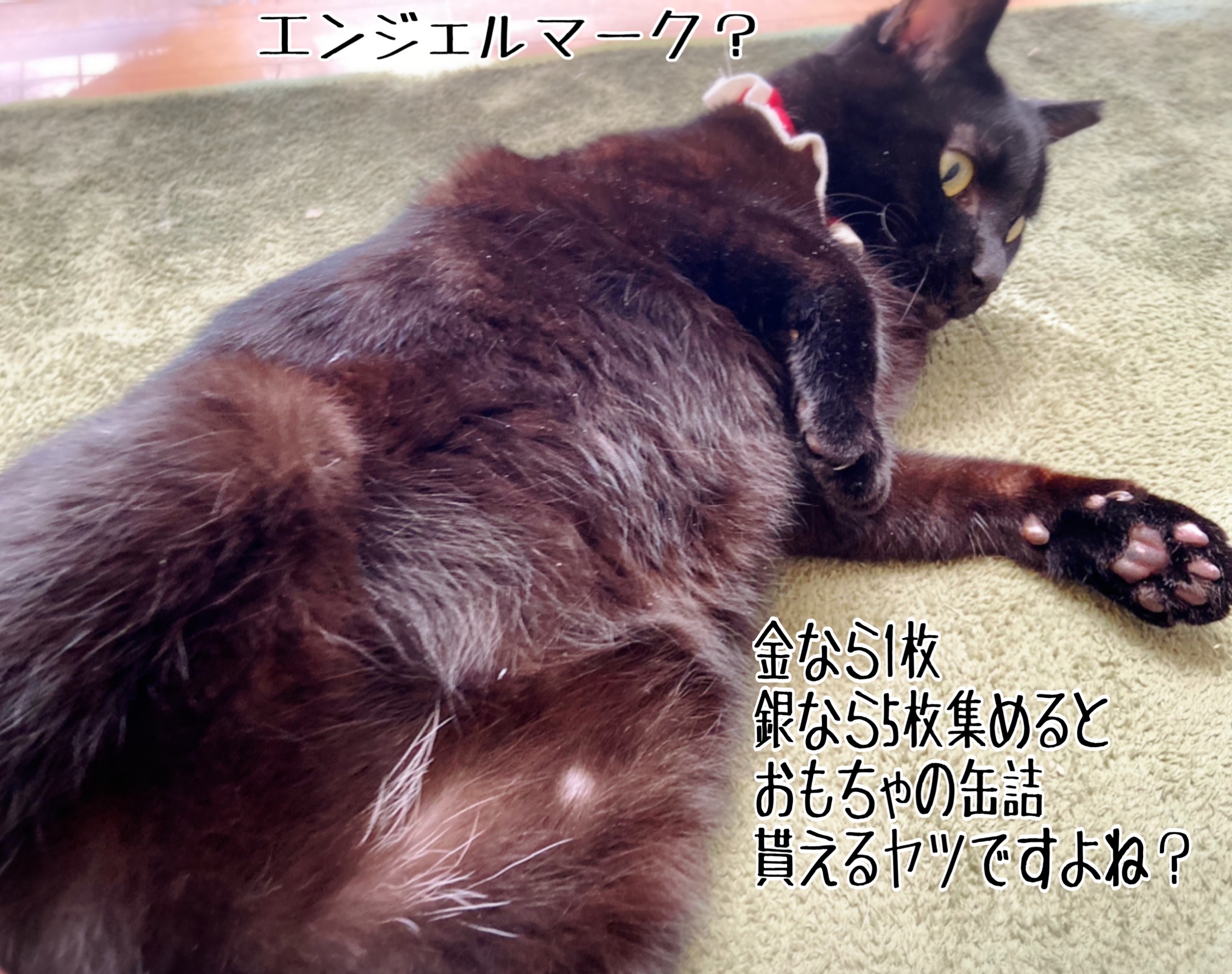 古今東西 黒猫伝説 グリくん 猫とお酒と日々のこと Powered By ライブドアブログ 古今東西 黒猫伝説 グリくん 猫とお酒と日々のこと Powered By ライブドアブログ
