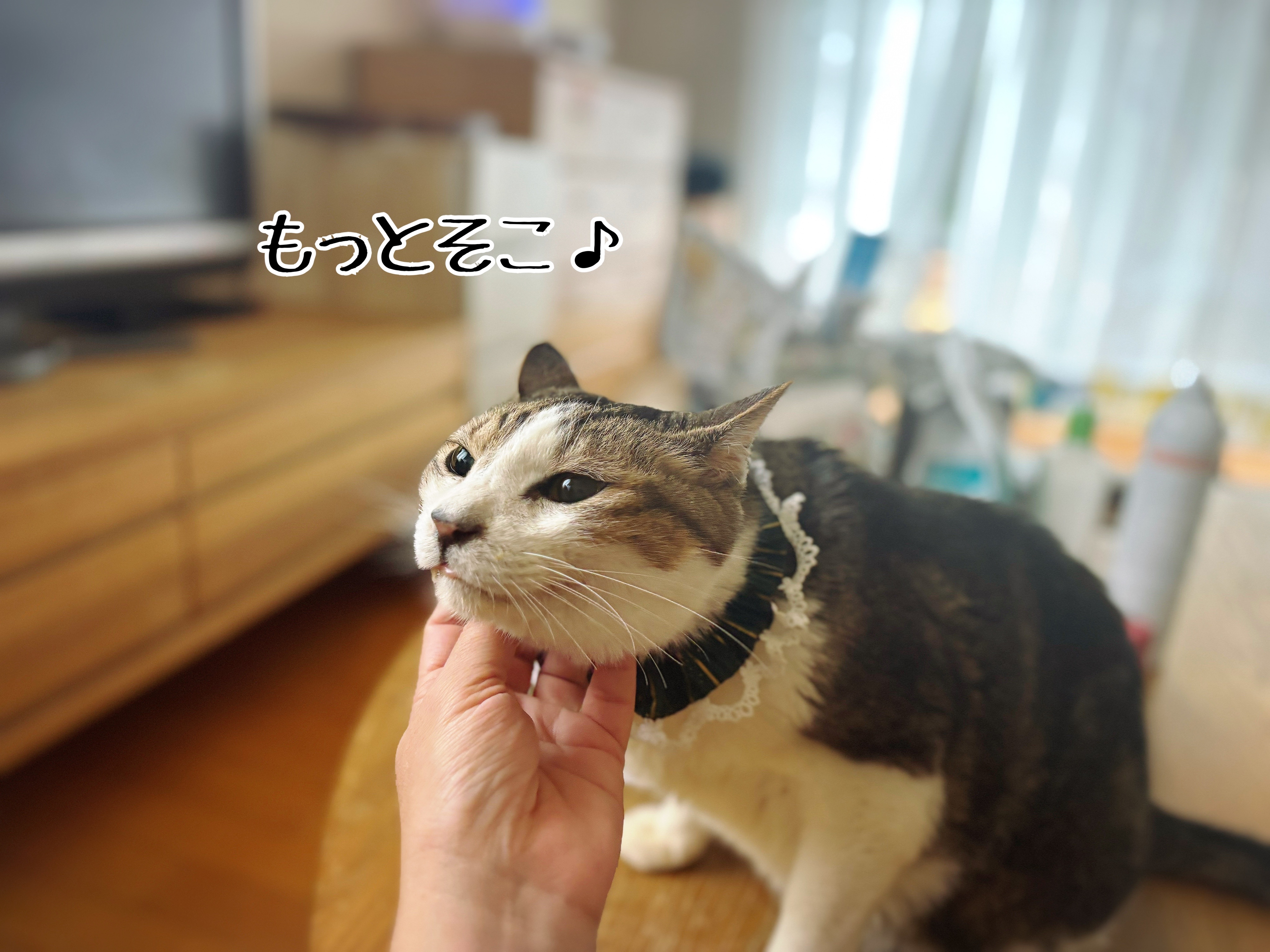 2025年のシュウさま。 : 猫とお酒と日々のこと Powered by ライブドア 