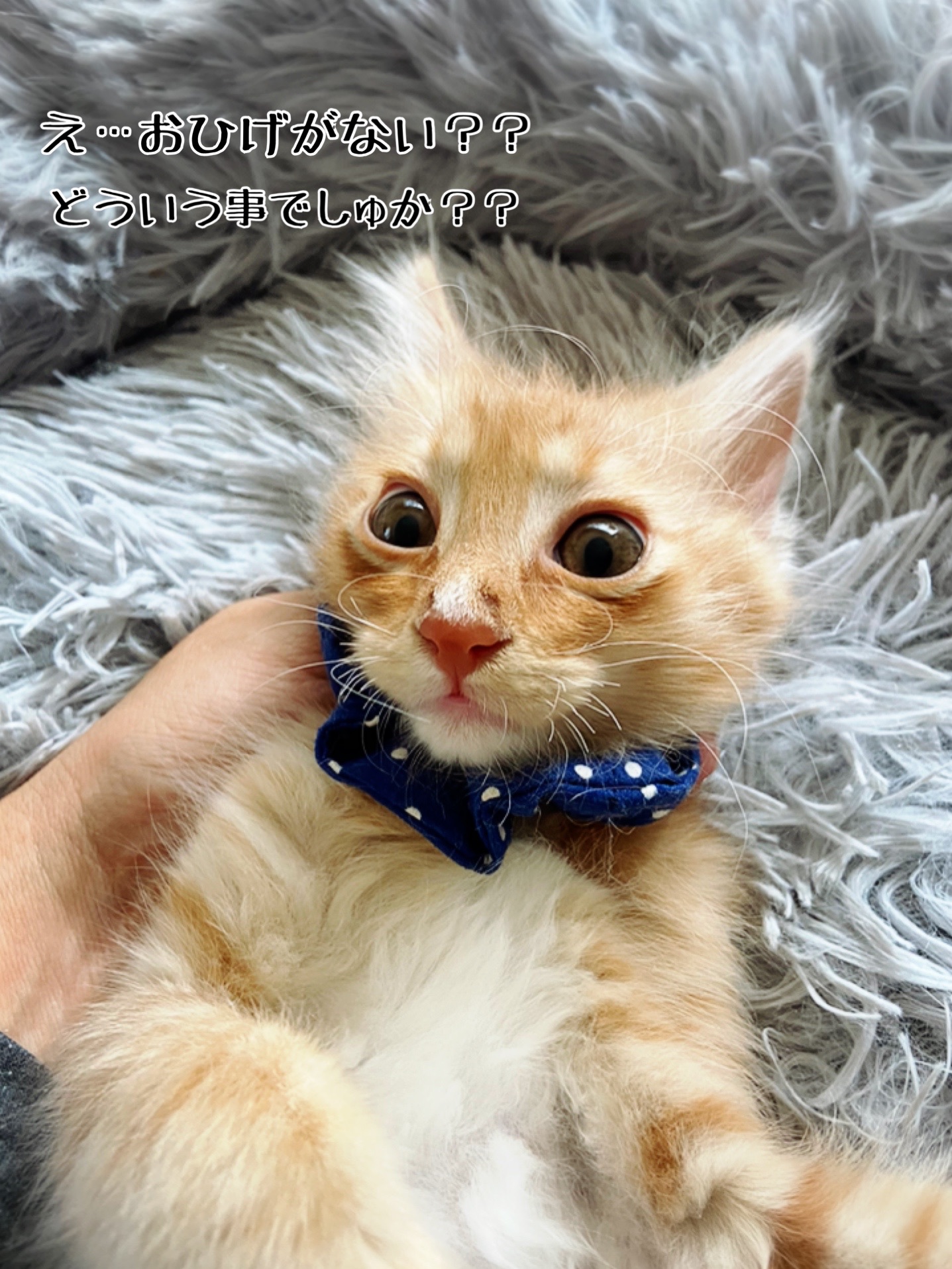 んあああああ いつから こーなった 猫とお酒と日々のこと Powered By ライブドアブログ