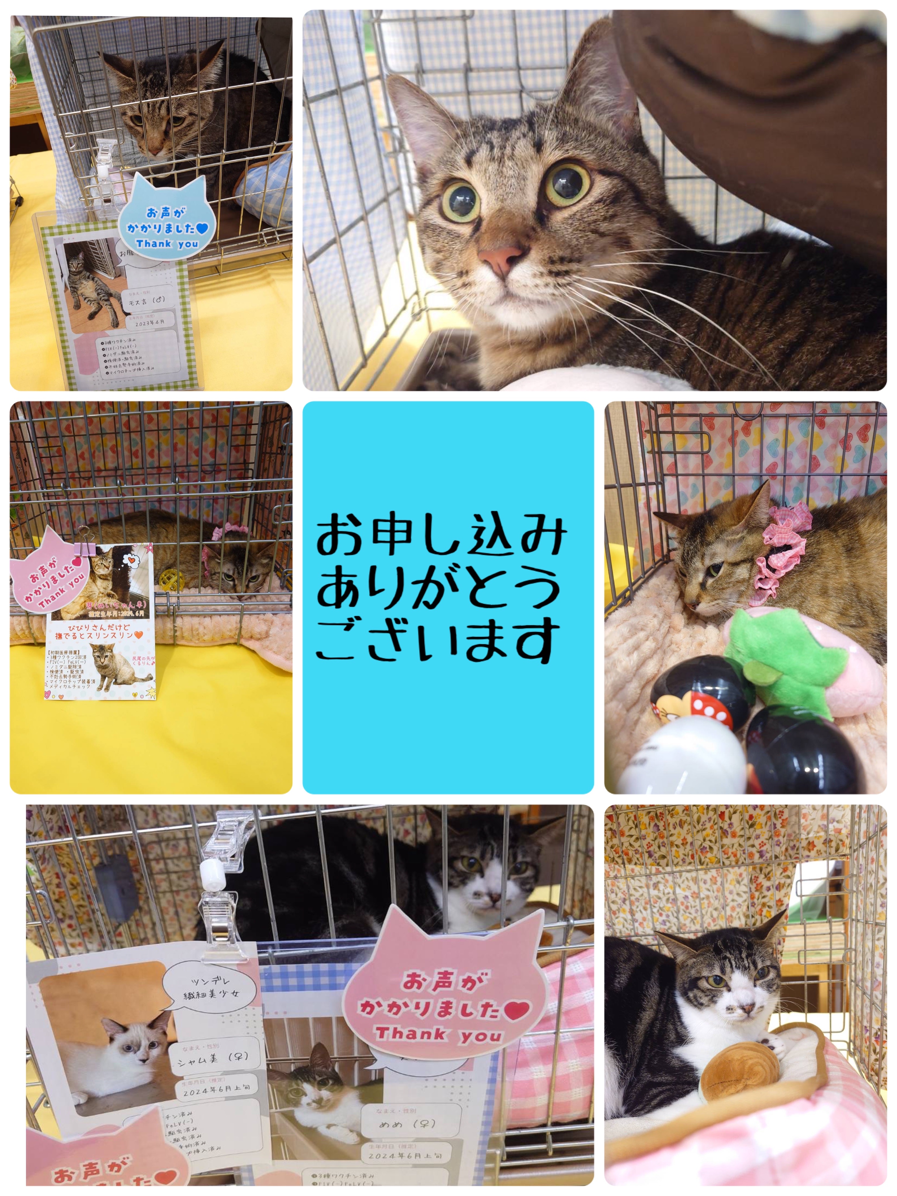 昨日は秘密結社ねこのひげ譲渡会♪ : 猫とお酒と日々のこと Powered by