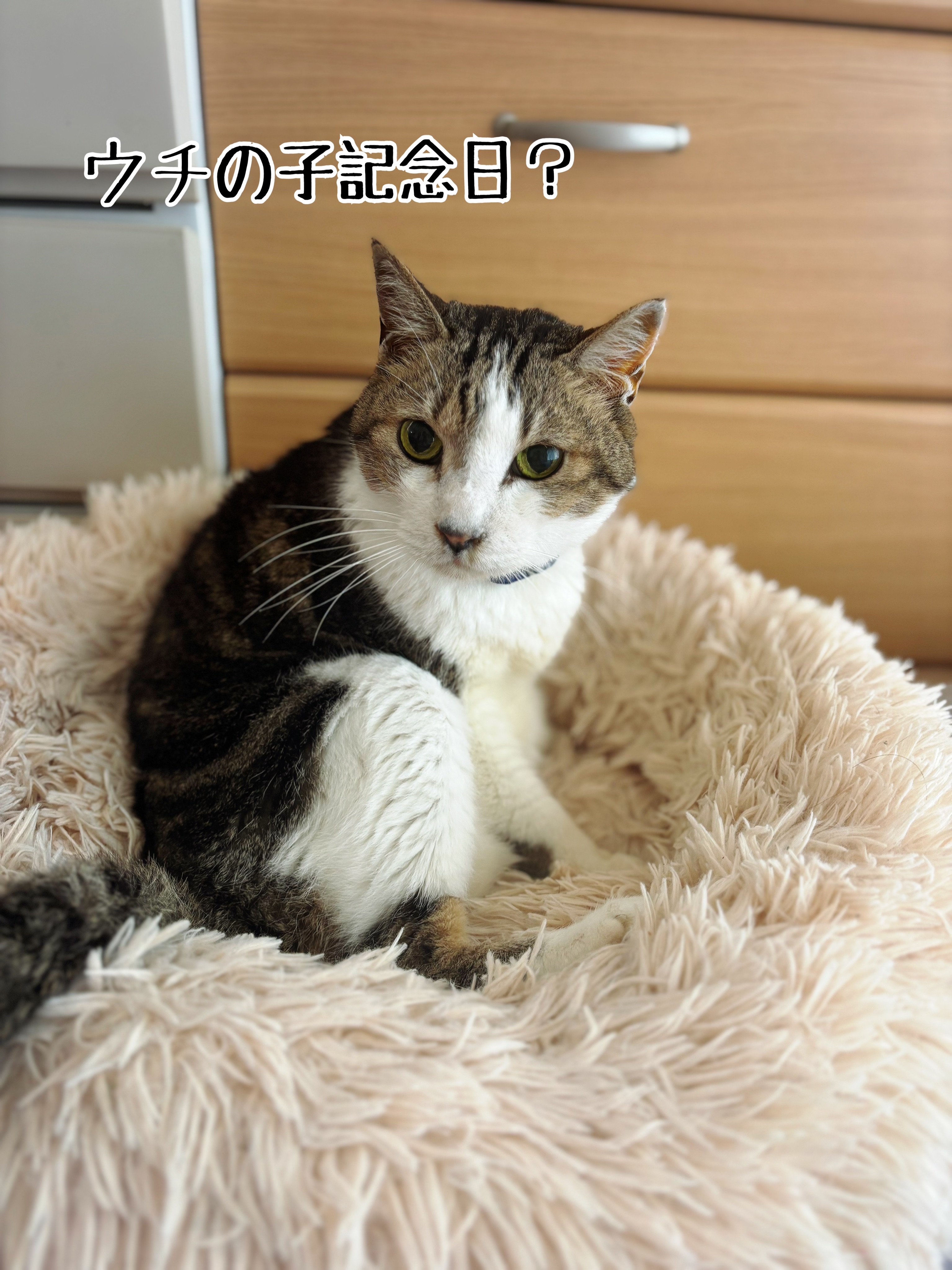 ♡シュウさま♡ シュウさまのウチの子記念日だった。 : 猫とお酒と日々のこと