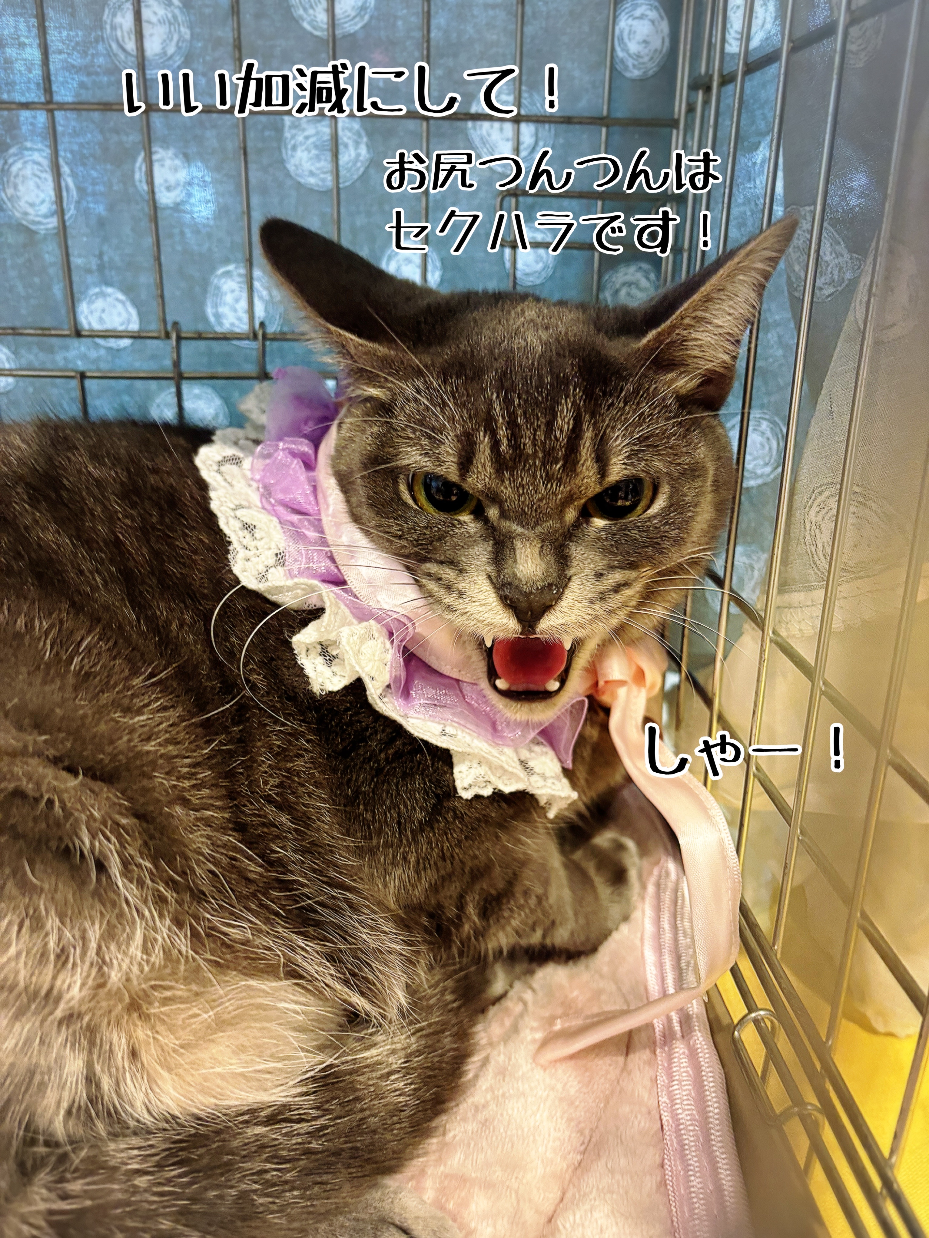 昨日は秘密結社ねこのひげ譲渡会 : 猫とお酒と日々のこと Powered by