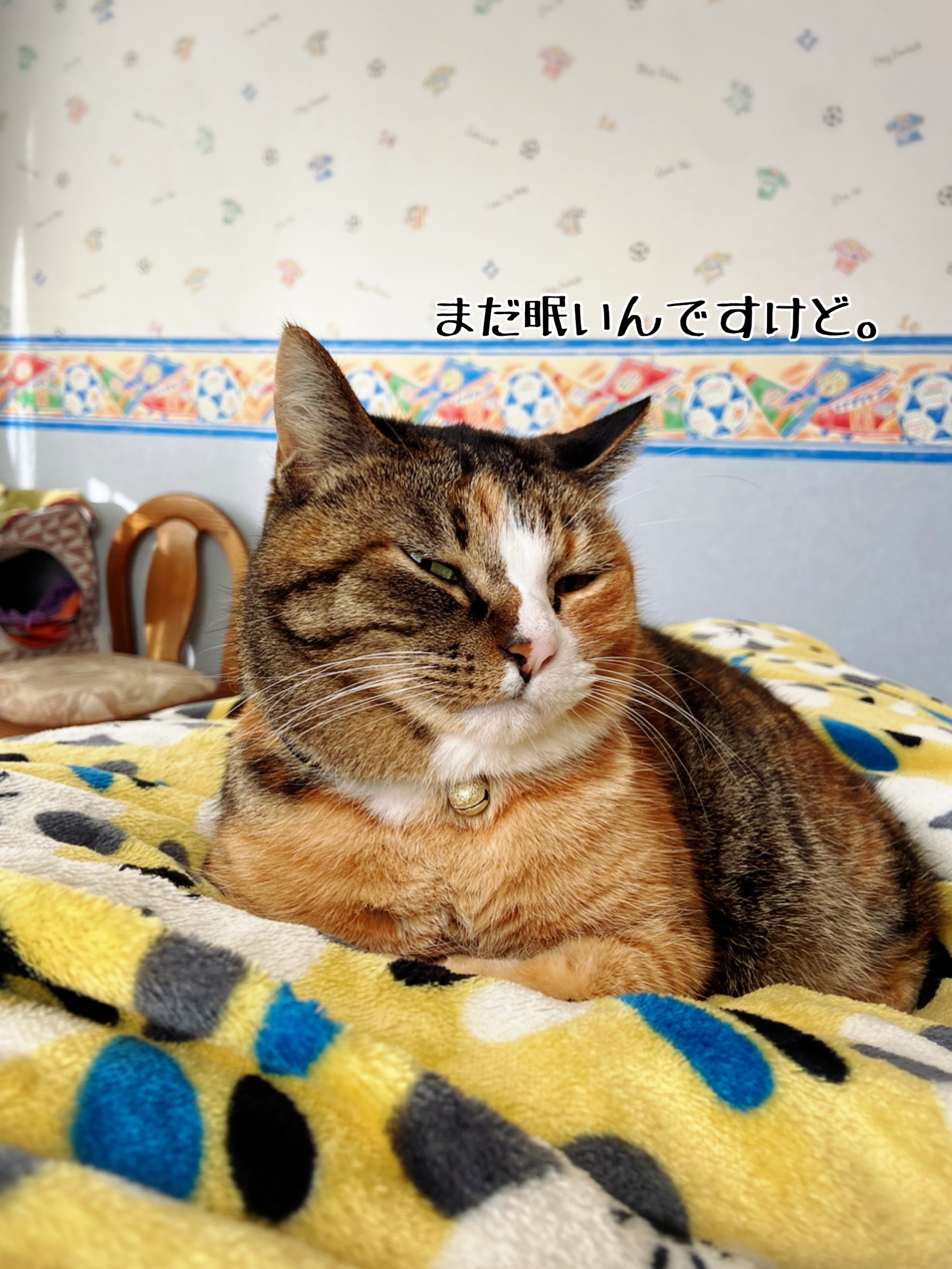 冬の朝は戦いから始まる 猫とお酒と日々のこと Powered by ライブドアブログ