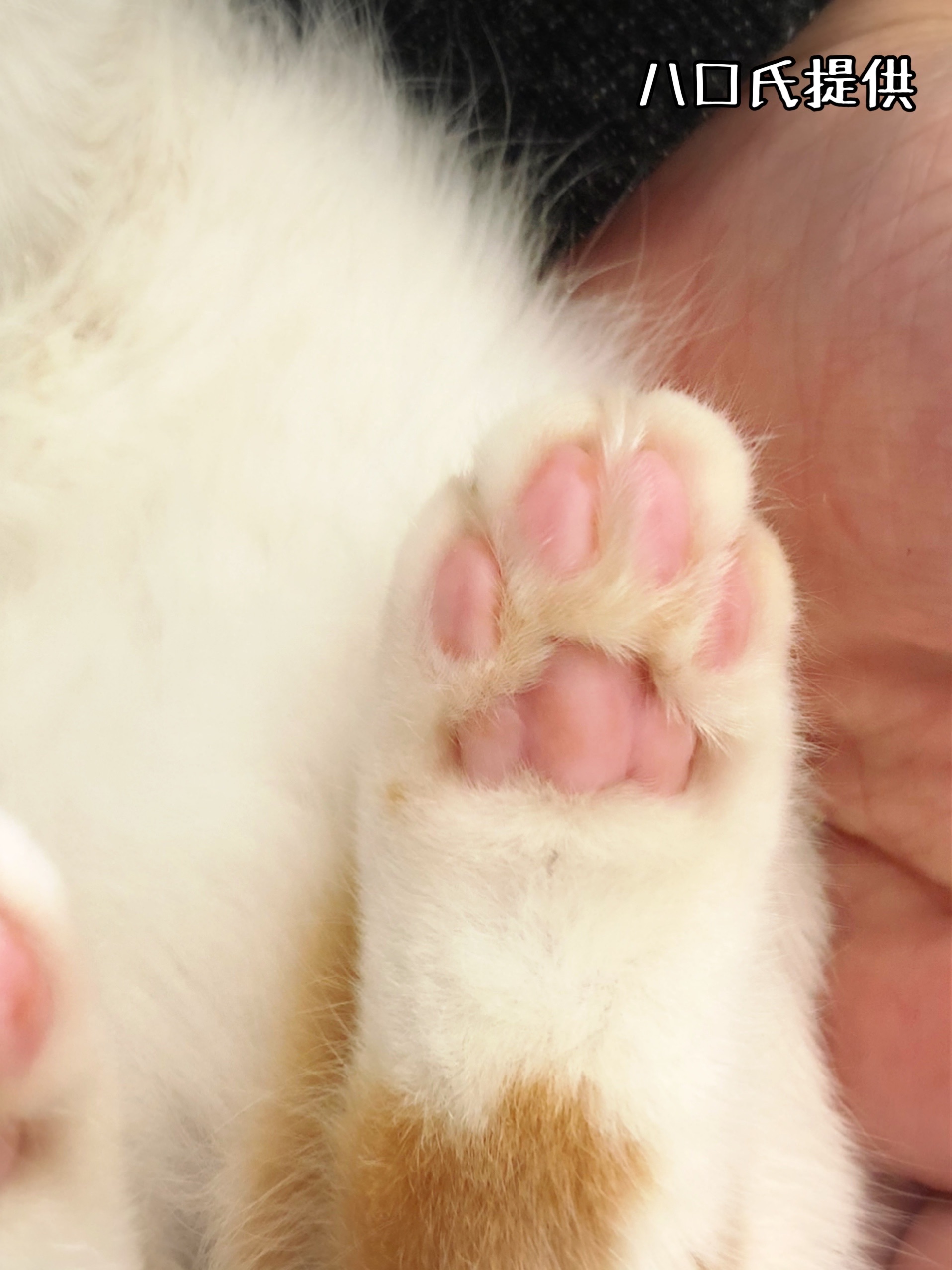 1129 いい肉球 の日 猫とお酒と日々のこと Powered By ライブドアブログ 1129 いい肉球 の日 猫とお酒と日々のこと Powered By ライブドアブログ