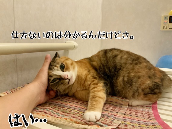 お小言と感謝 : 猫とお酒と日々のこと Powered by ライブドアブログ