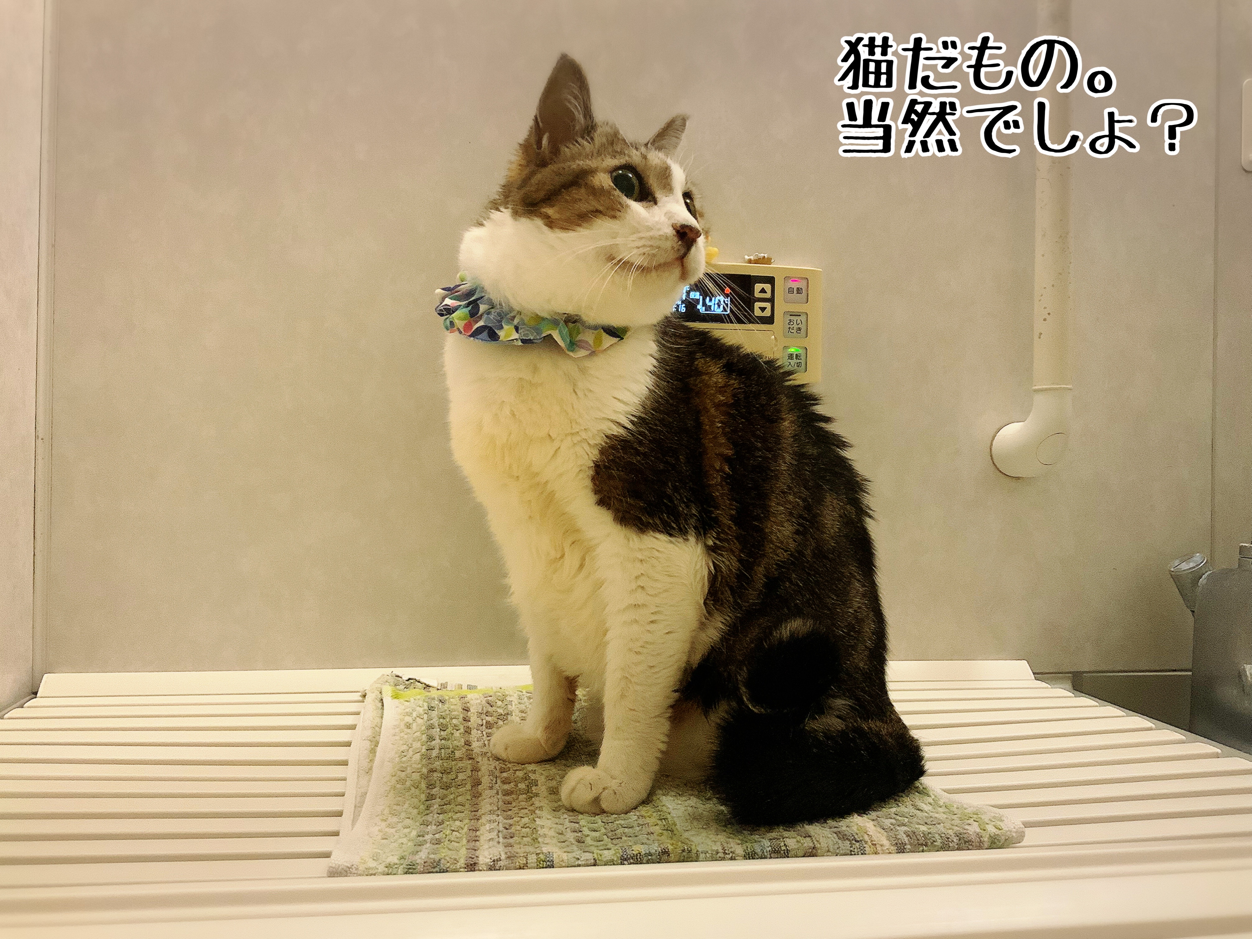 それが猫の性 : 猫とお酒と日々のこと Powered by ライブドアブログ