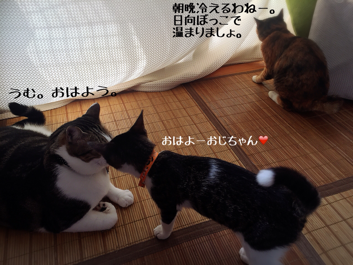 勇気と無謀と成長過程 猫とお酒と日々のこと Powered By ライブドアブログ