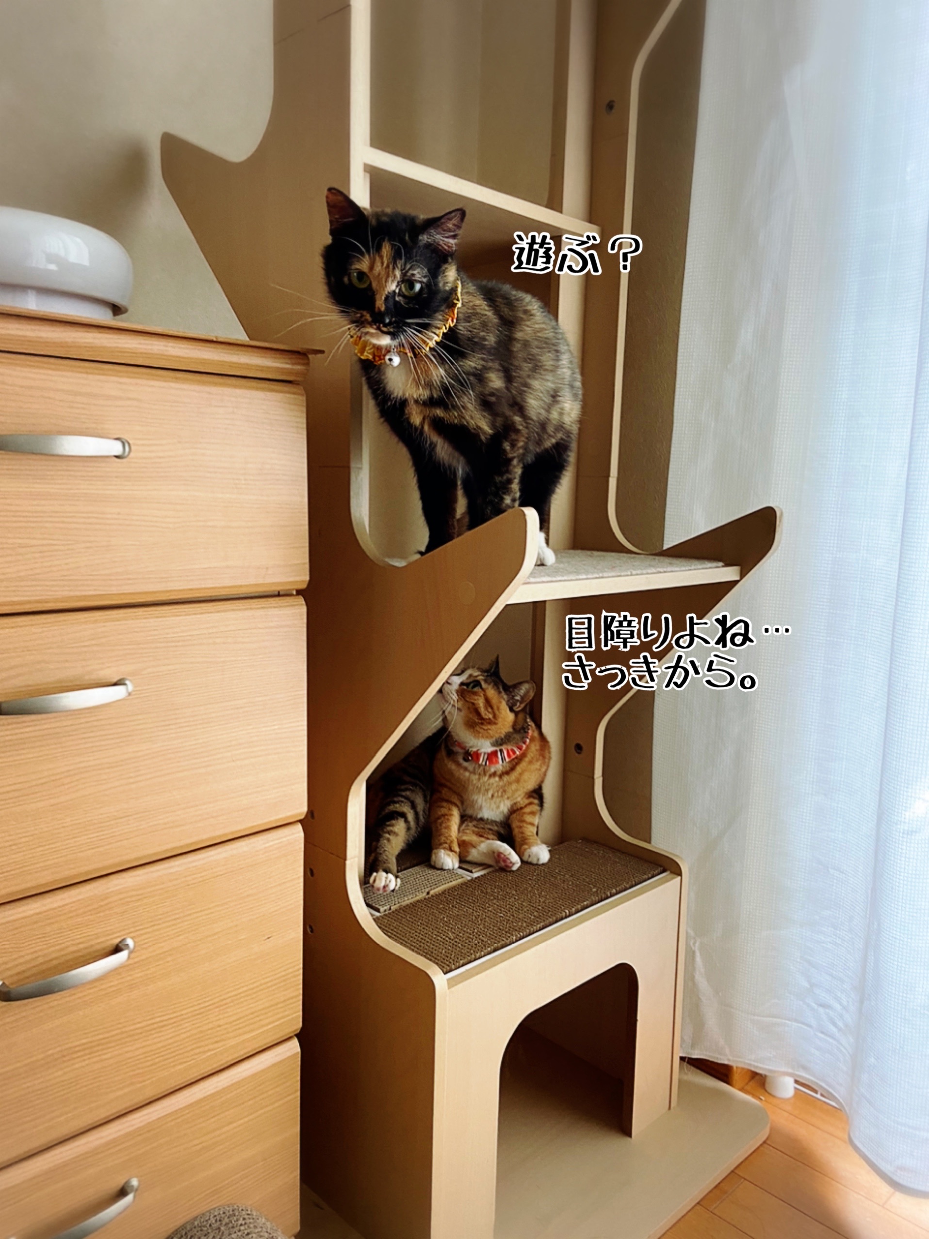 緑の木と三毛猫さん2 色が三毛の一族 2 : 猫とお酒と日々のこと Powered by ライブドアブログ