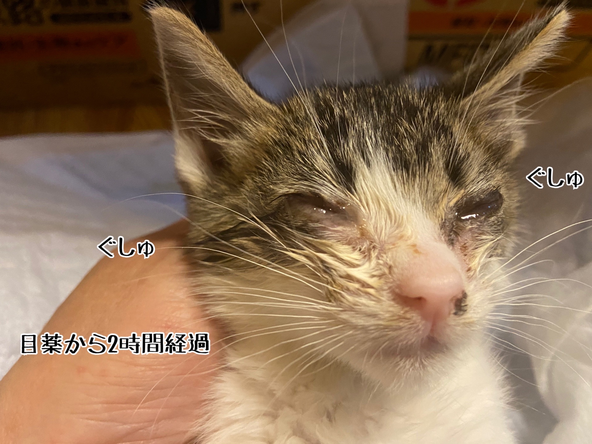 ぐしゅ子のお名前と来し方 猫とお酒と日々のこと Powered By ライブドアブログ