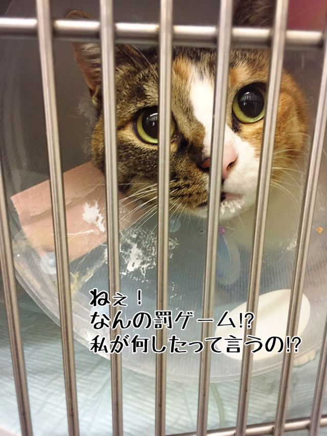 凛さん誤飲の顛末書 : 猫とお酒と日々のこと Powered by ライブドアブログ