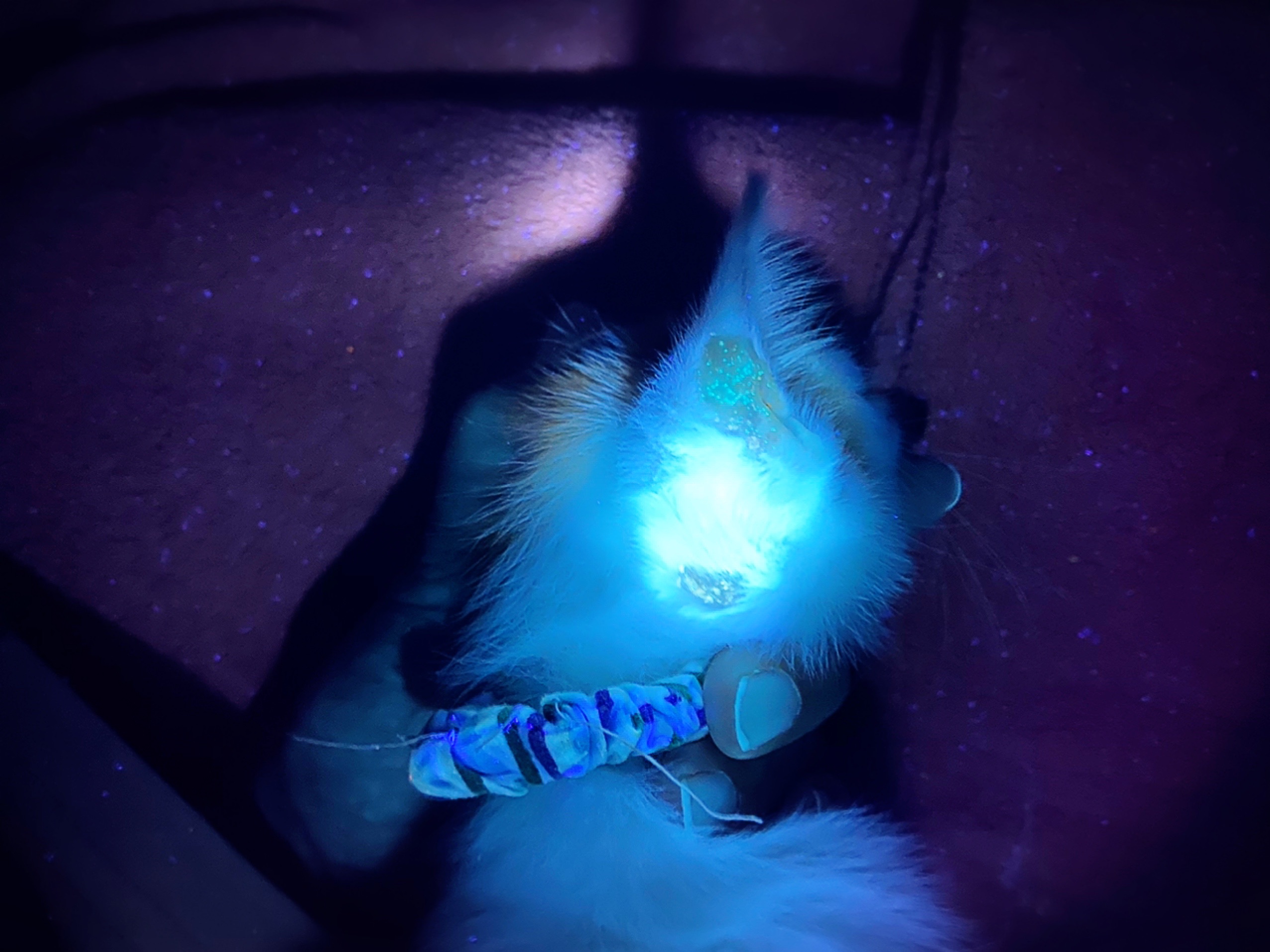見たくなかったモノが見えちゃう魔法のライト 猫とお酒と日々のこと Powered By ライブドアブログ 見たくなかったモノが見えちゃう魔法のライト 猫とお酒と日々のこと Powered By ライブドアブログ