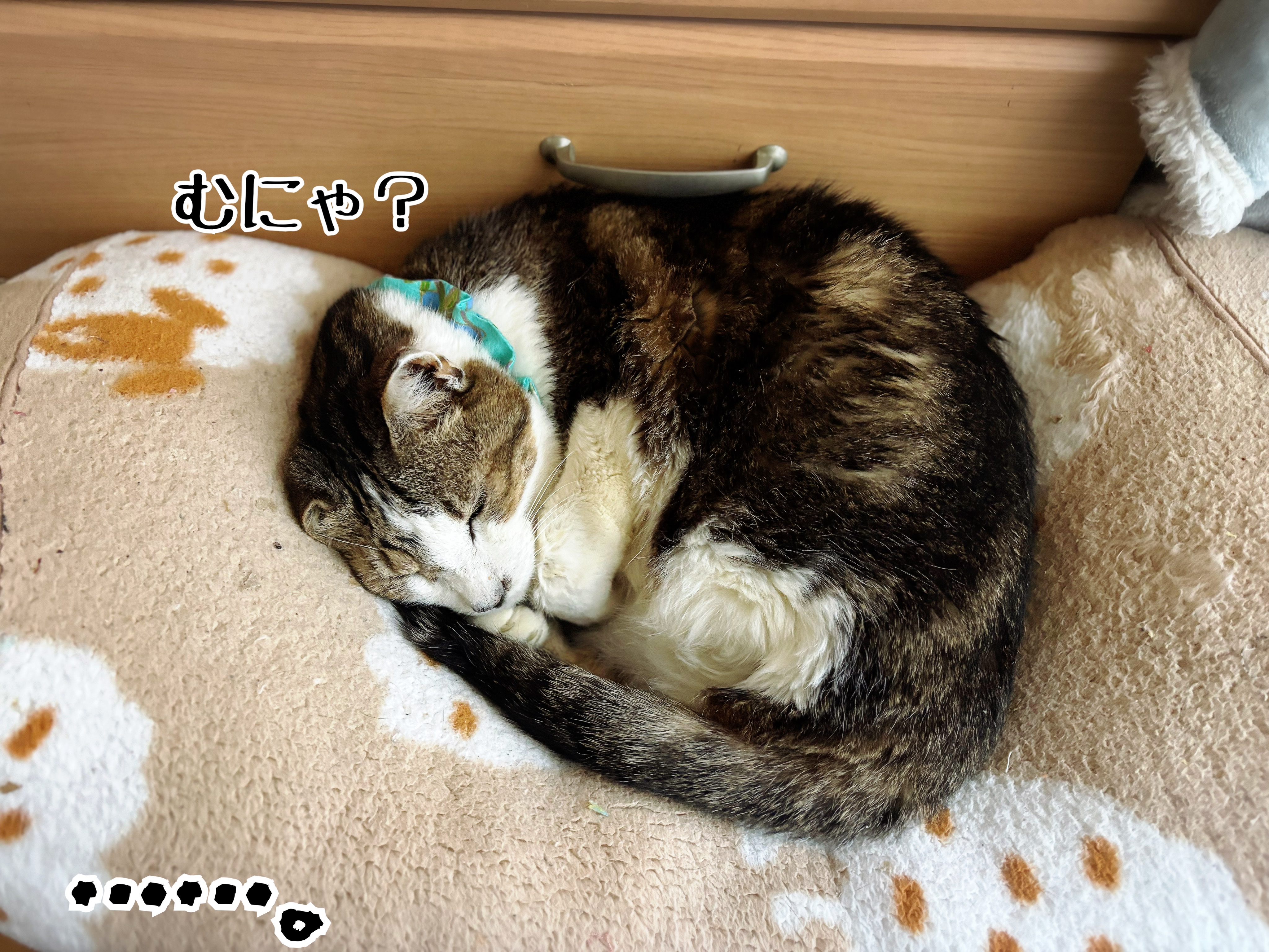 小さくなったなぁ。 : 猫とお酒と日々のこと Powered by ライブドアブログ