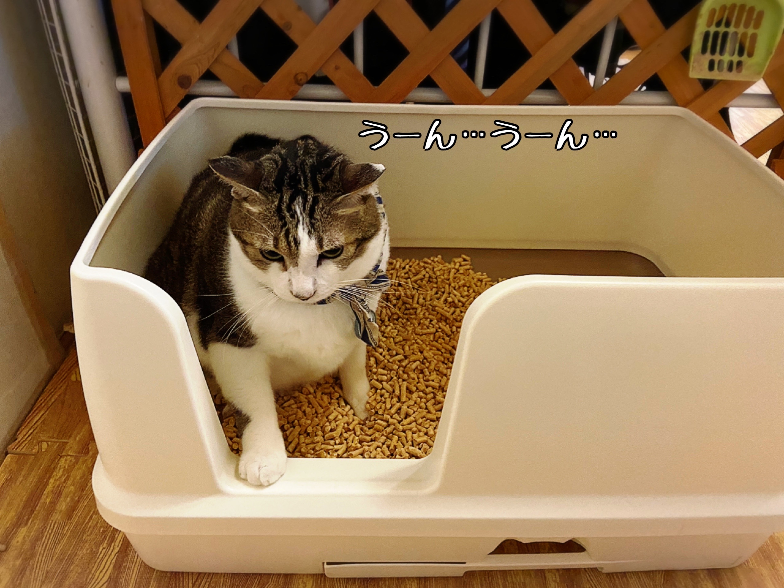 楽天スーパーセールで買うモノ 怖いわぁ 猫とお酒と日々のこと Powered By ライブドアブログ 楽天スーパーセールで買うモノ 怖いわぁ 猫とお酒と日々のこと Powered By ライブドアブログ