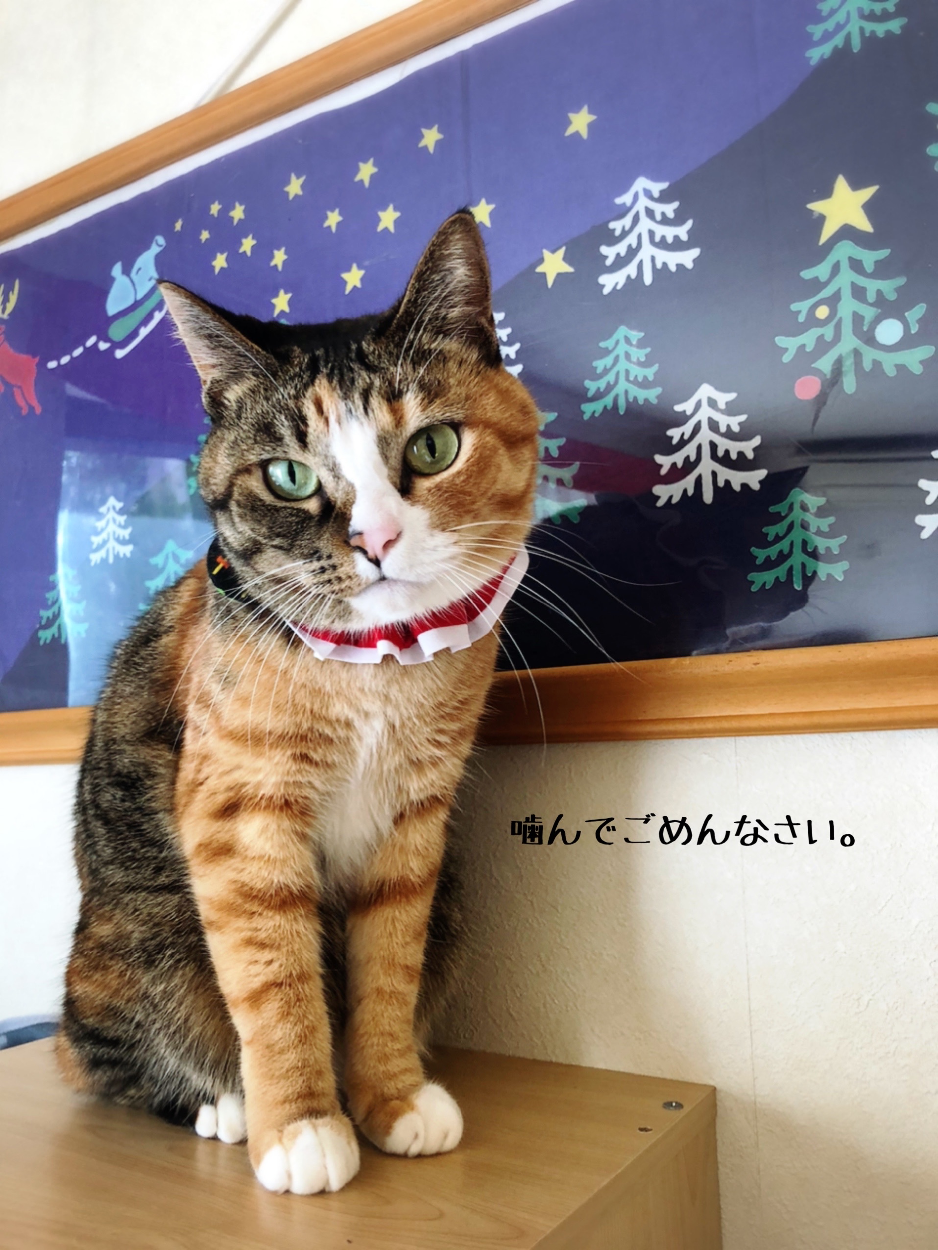 凛さんに噛まれた 泣 猫とお酒と日々のこと Powered By ライブドアブログ